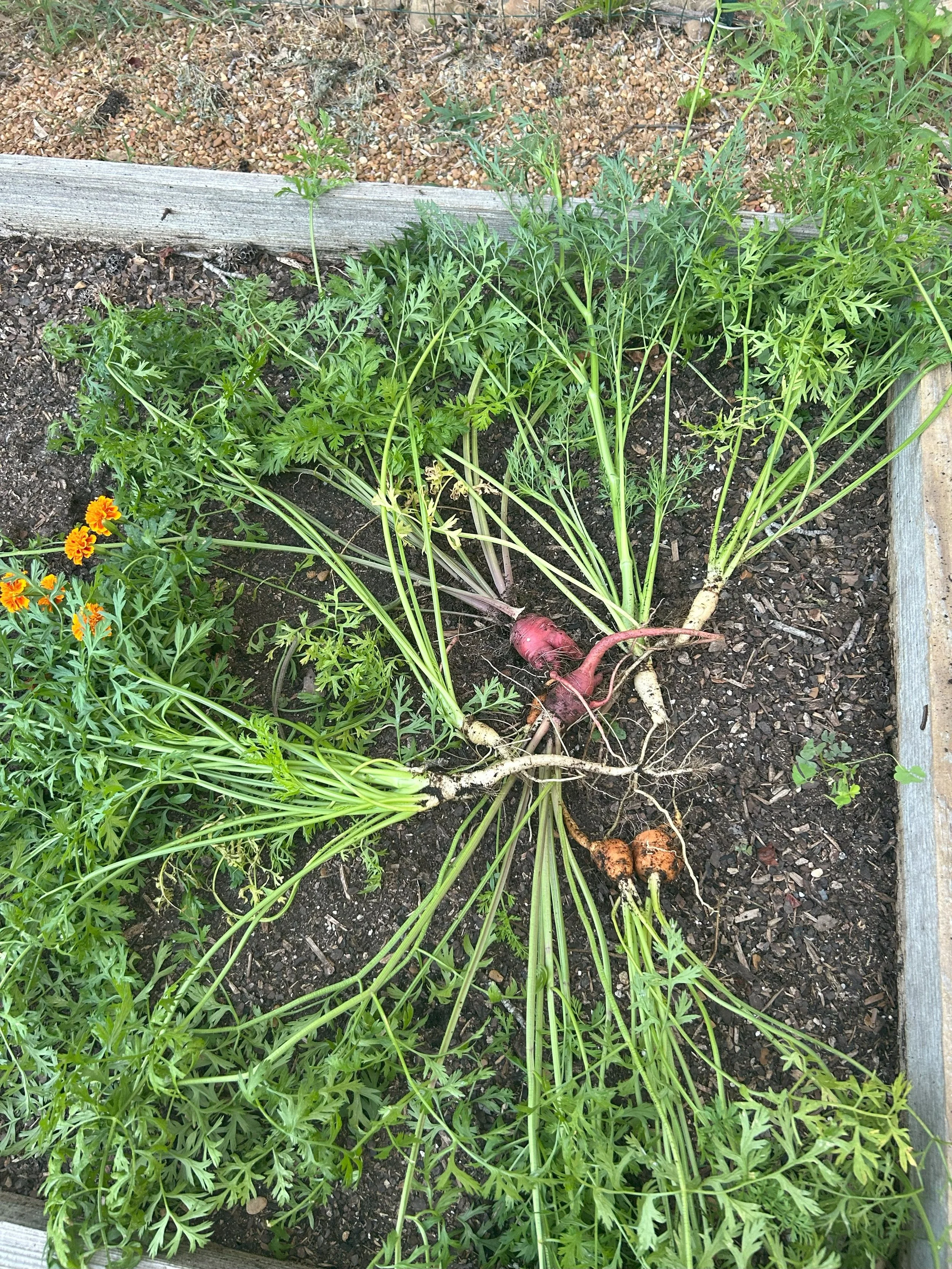 carrots.jpeg