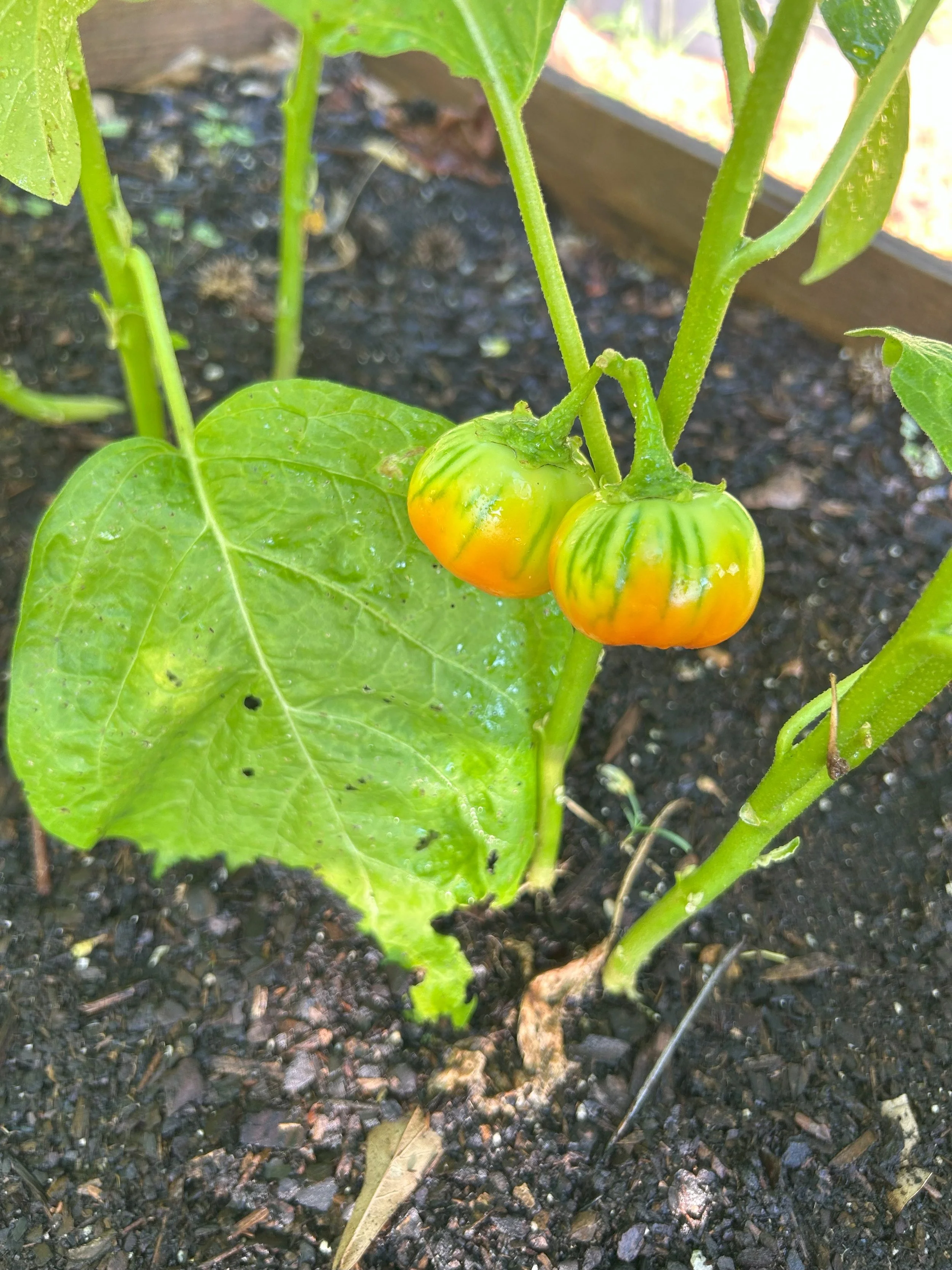 eggplant.jpeg