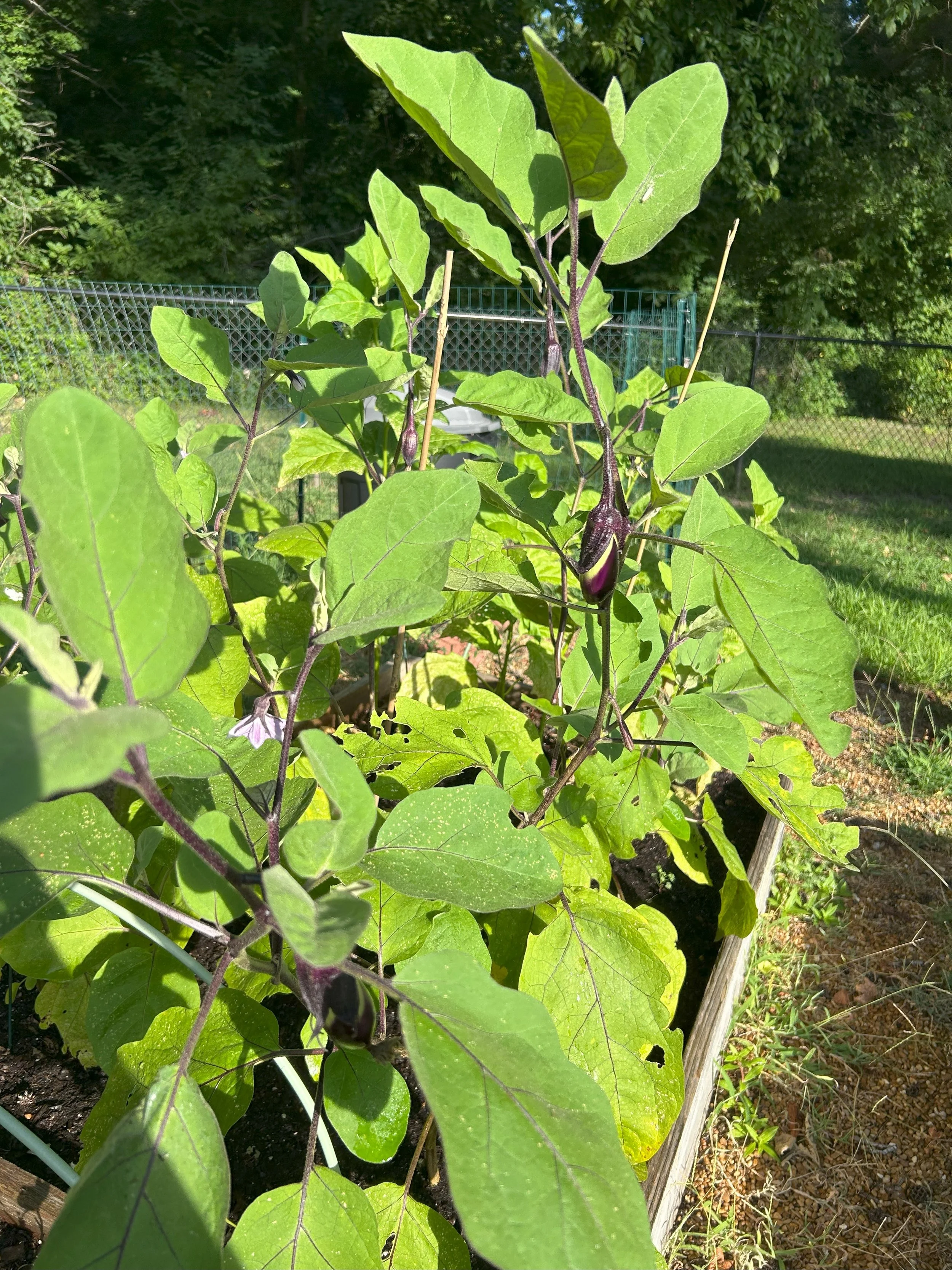 eggplant.jpeg