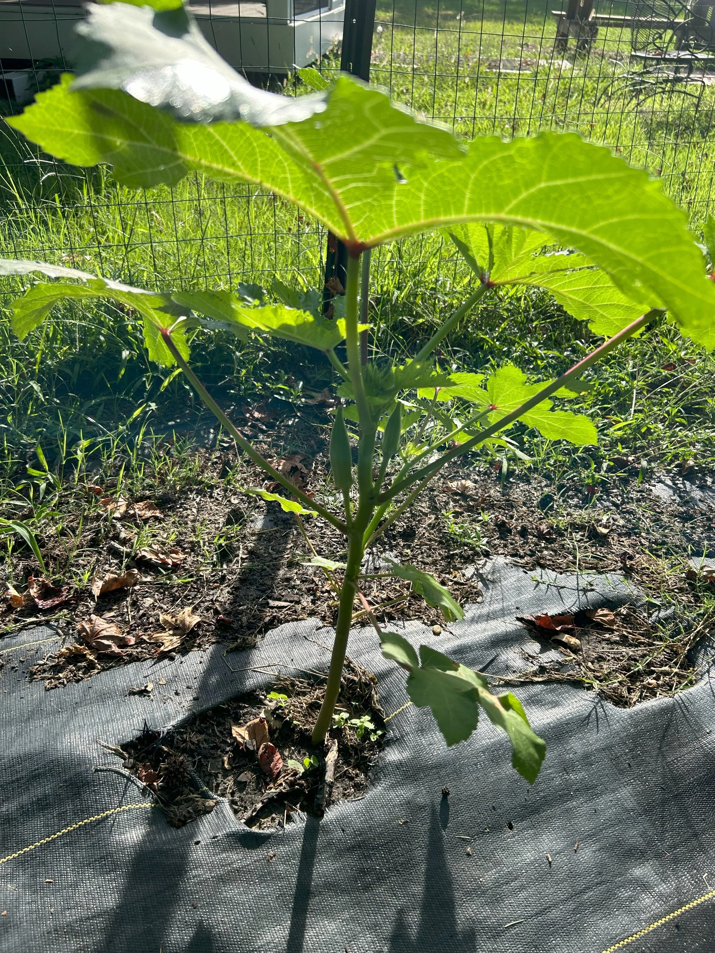 first okra.jpeg
