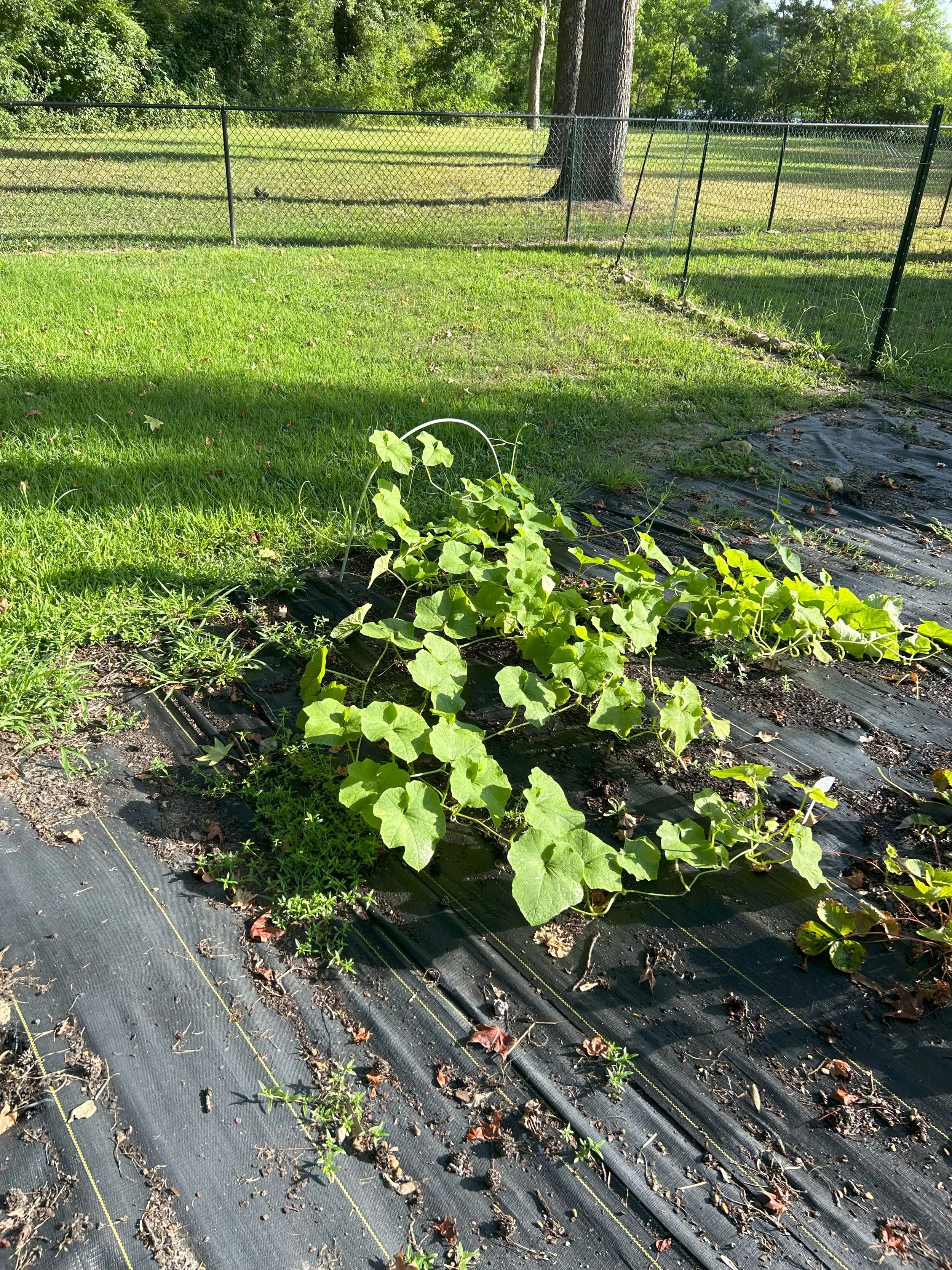gourds.jpeg