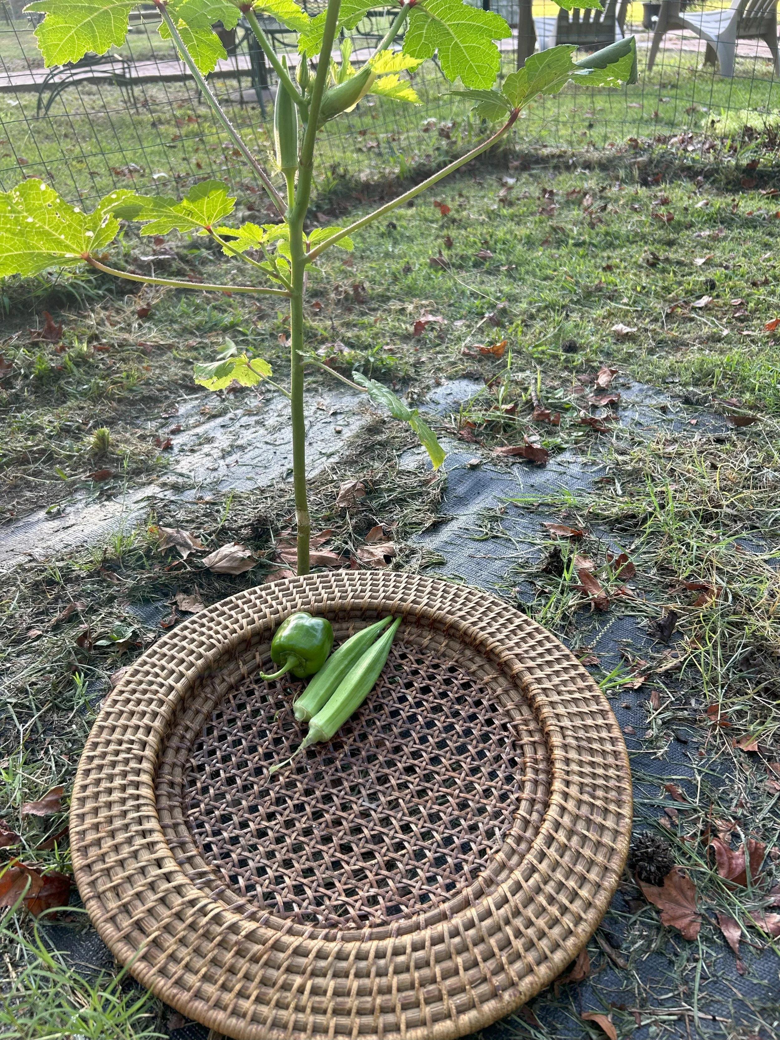 okra harvest.jpeg