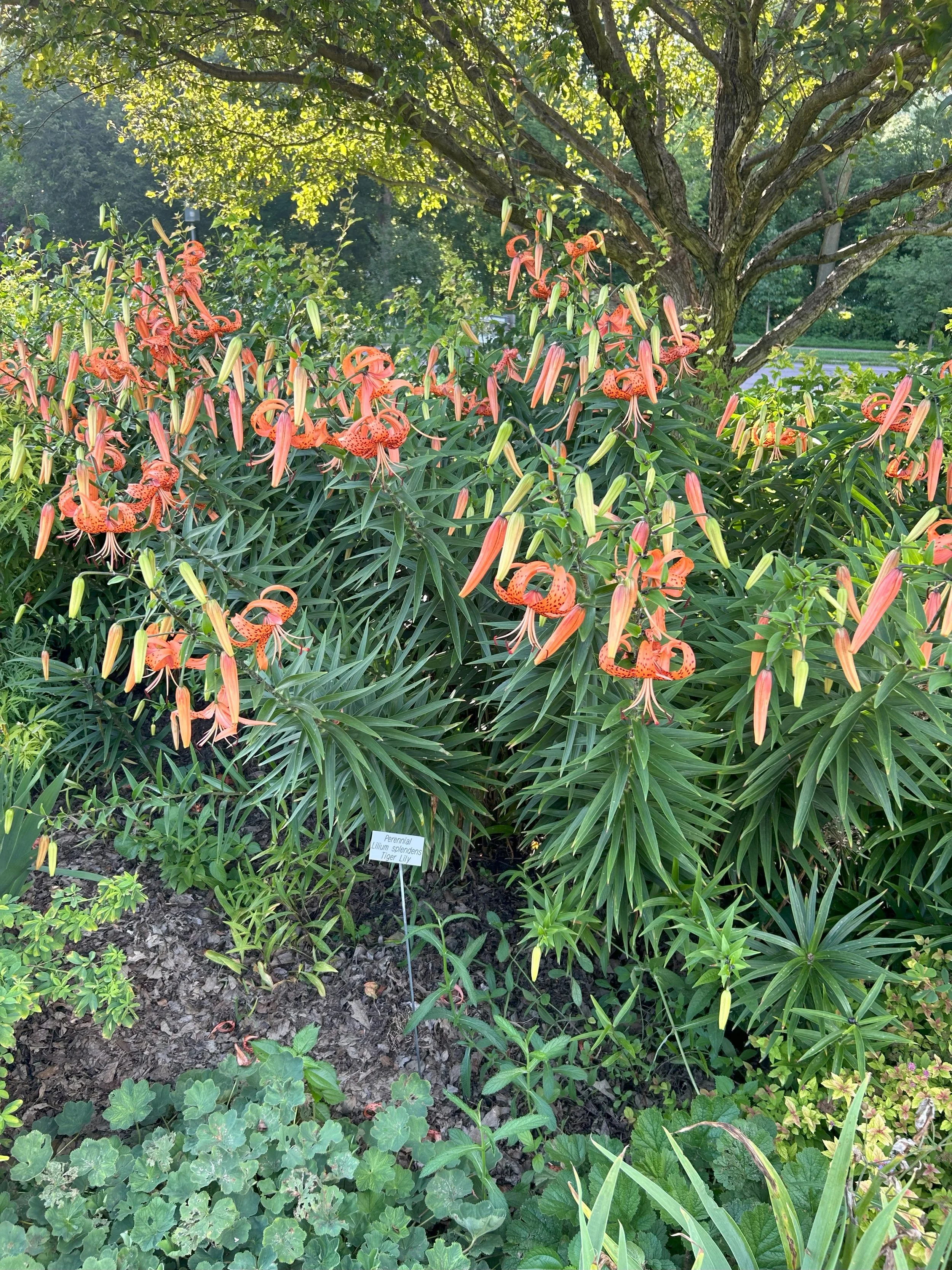 flowers2.jpeg