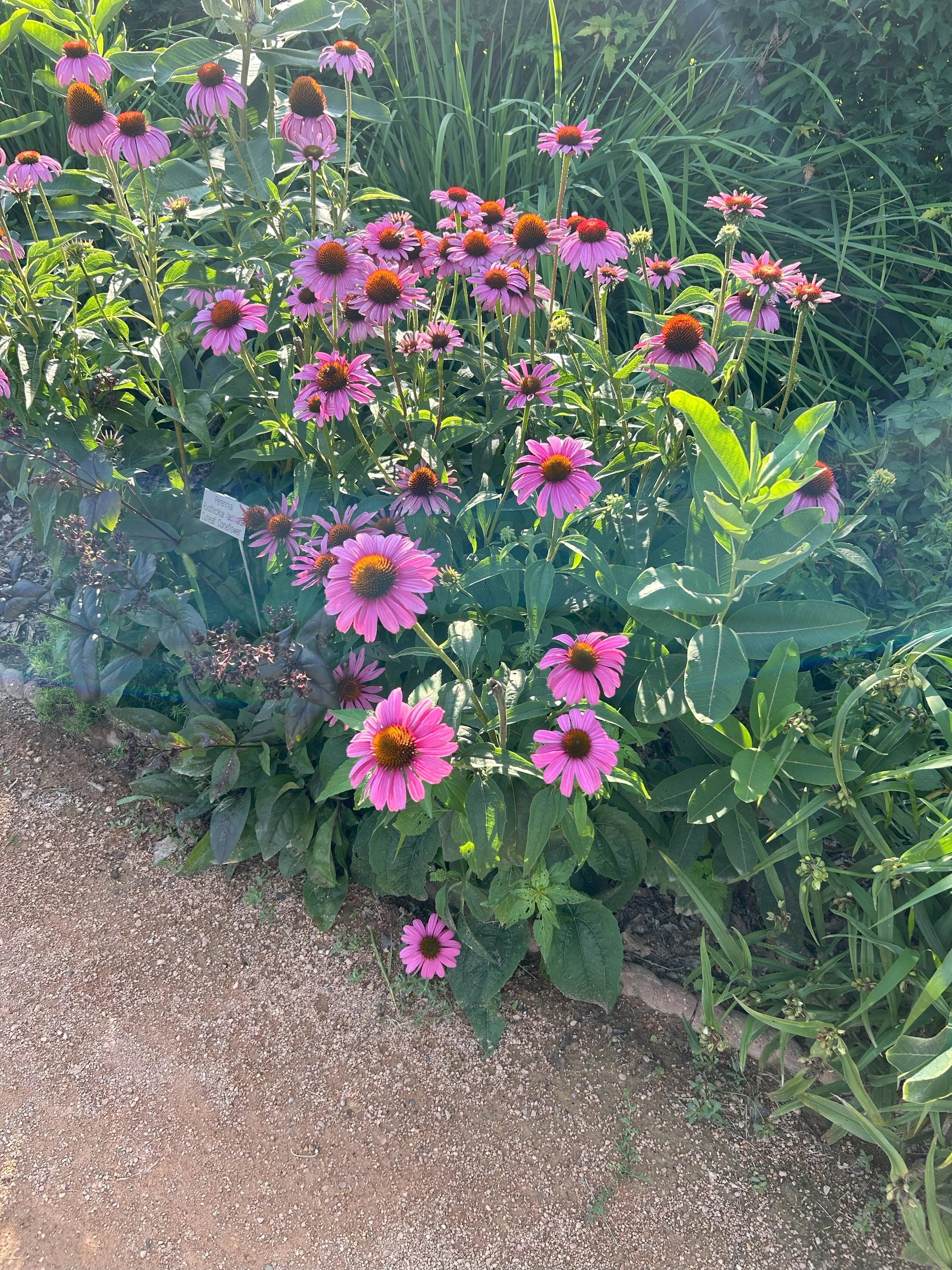 flowers1.jpeg