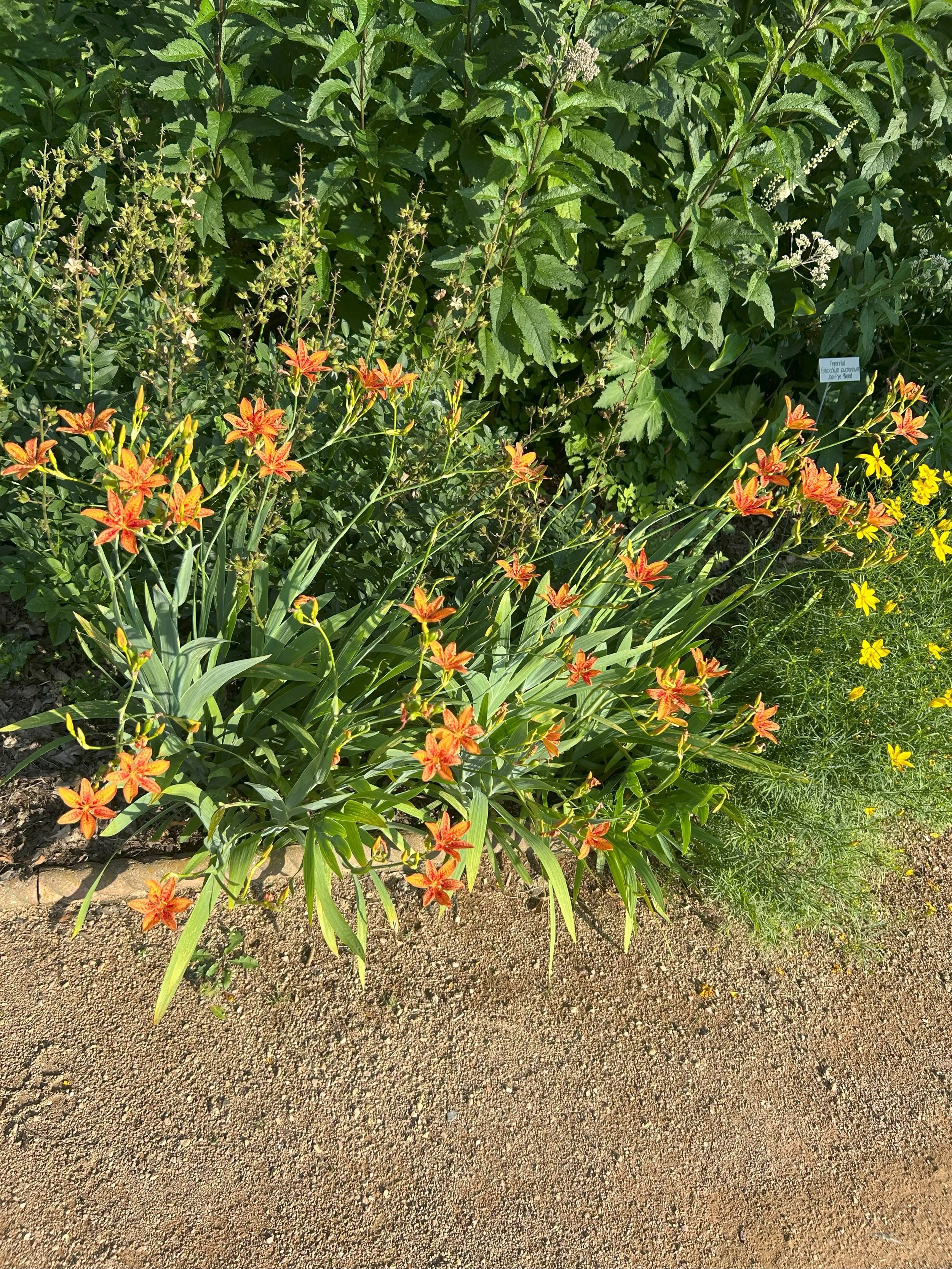 flowers4.jpeg