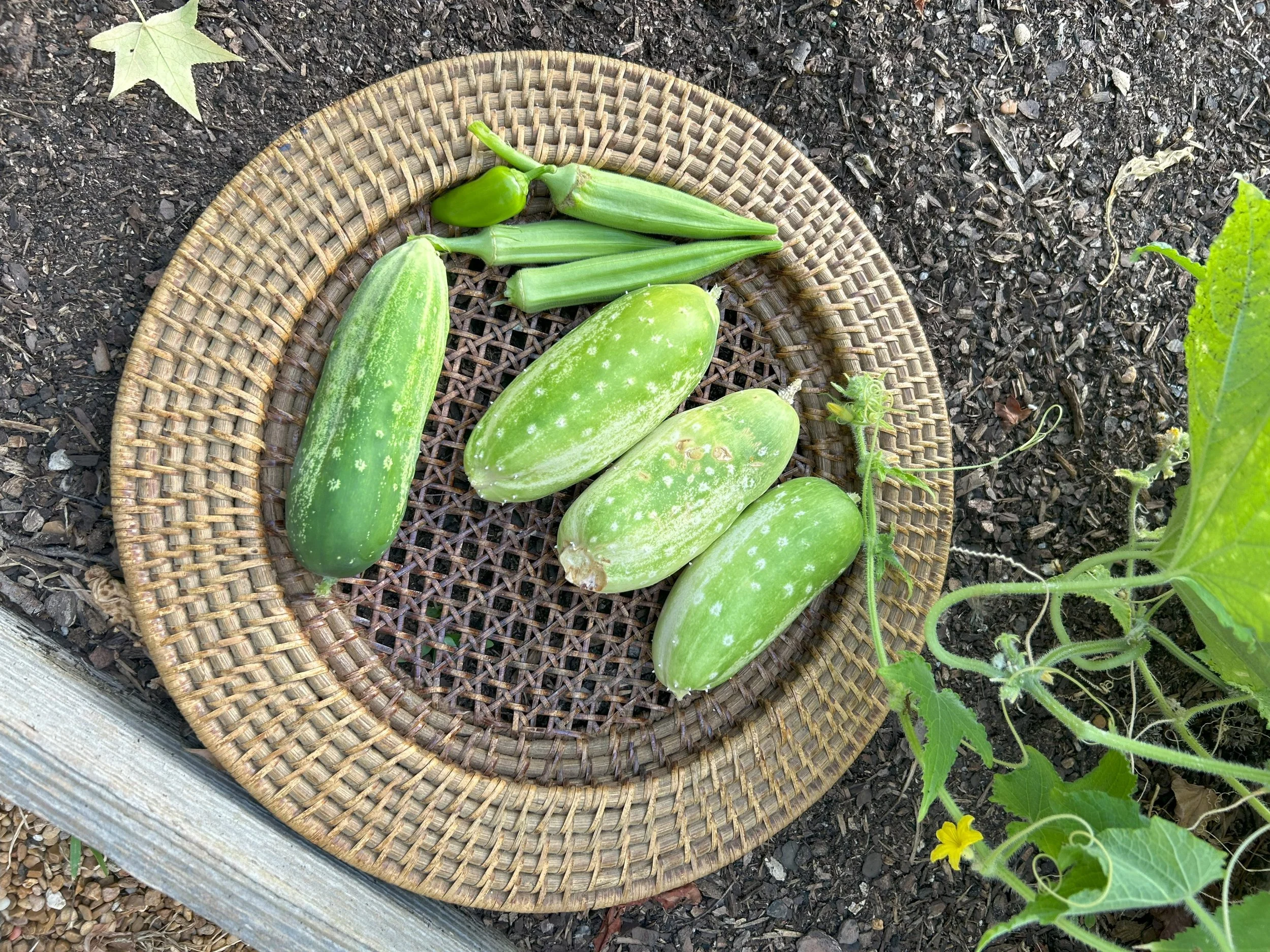 last cukes.jpeg