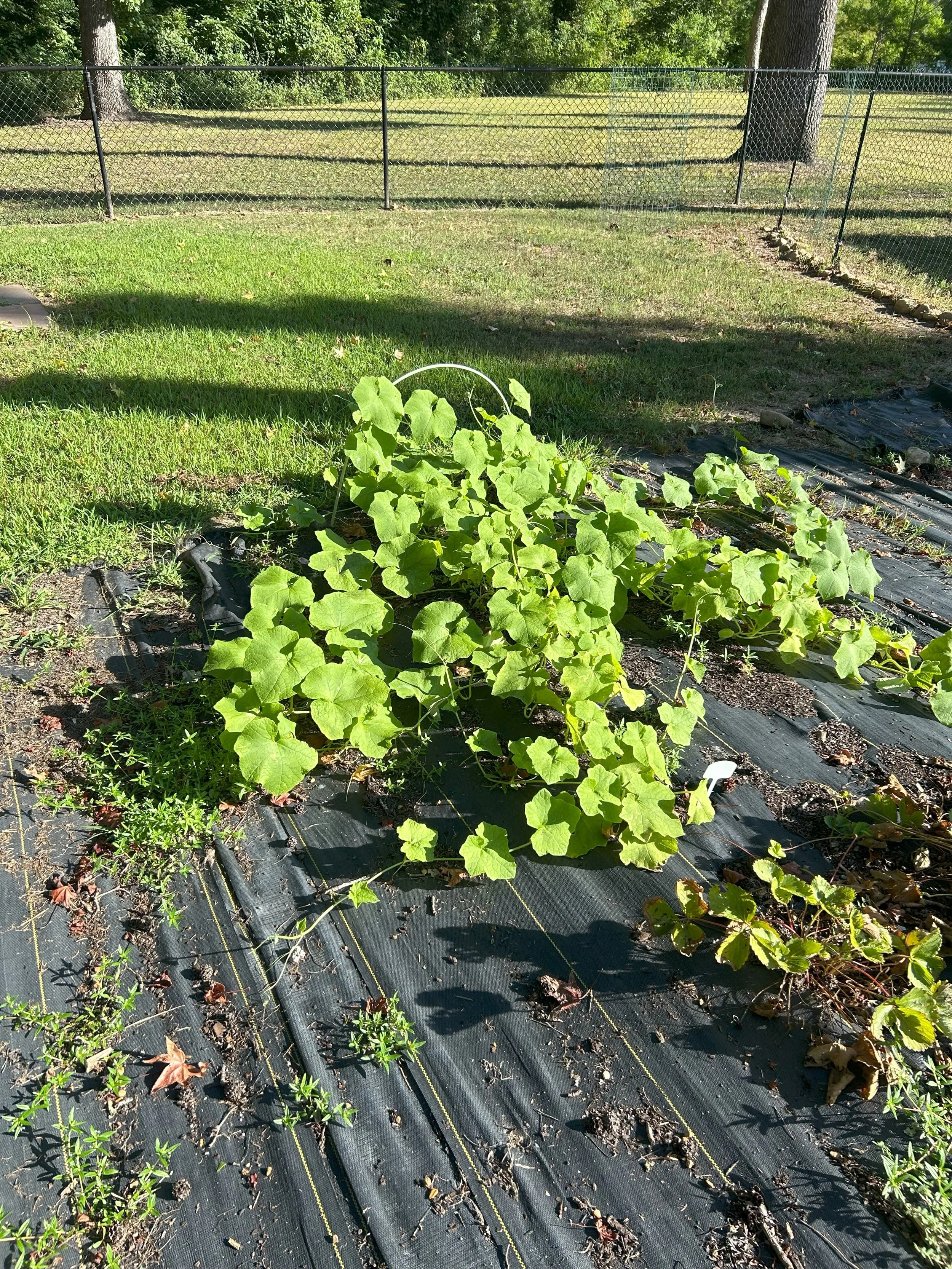 gourd vines.jpeg
