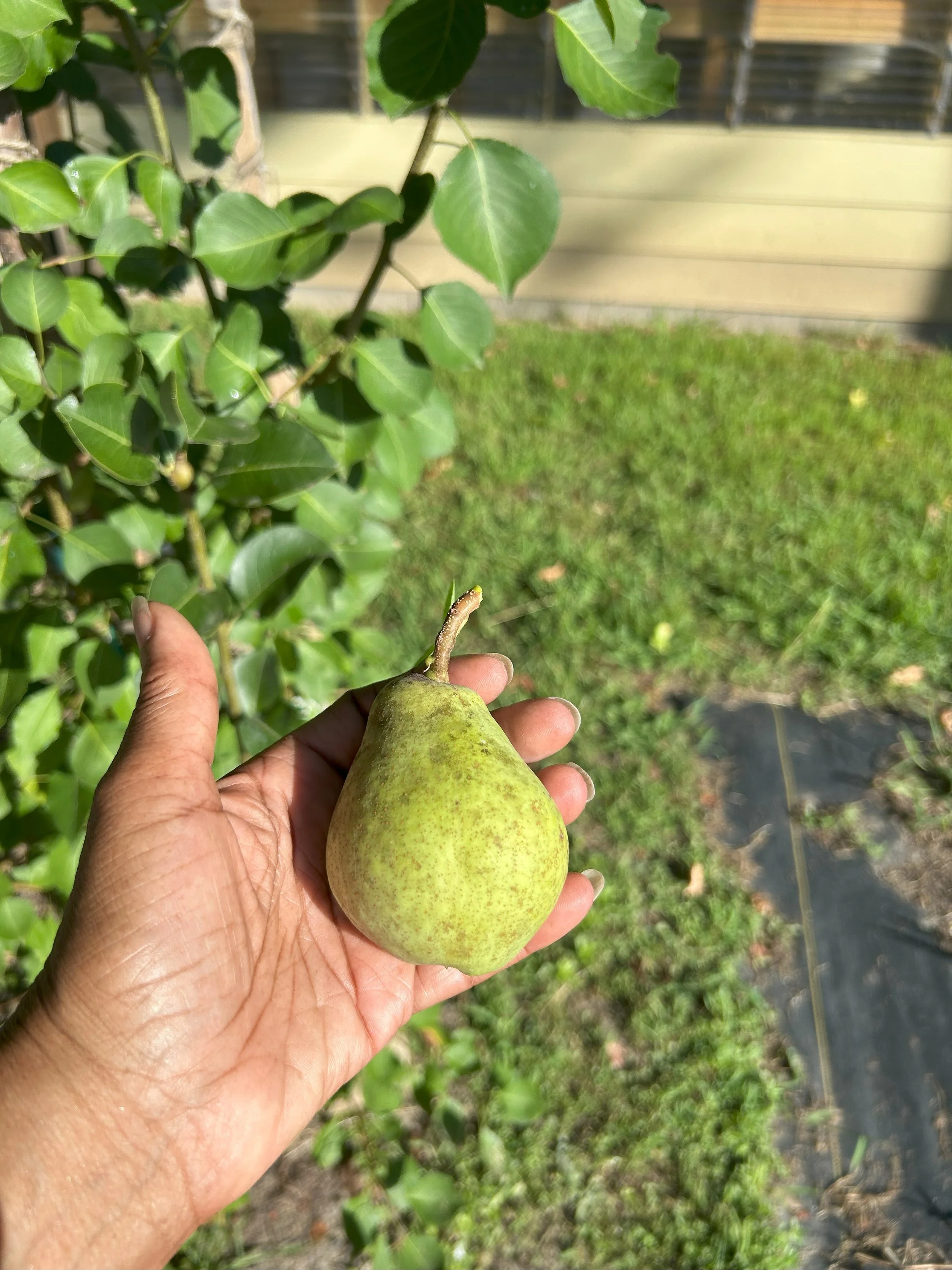 last pear.jpeg