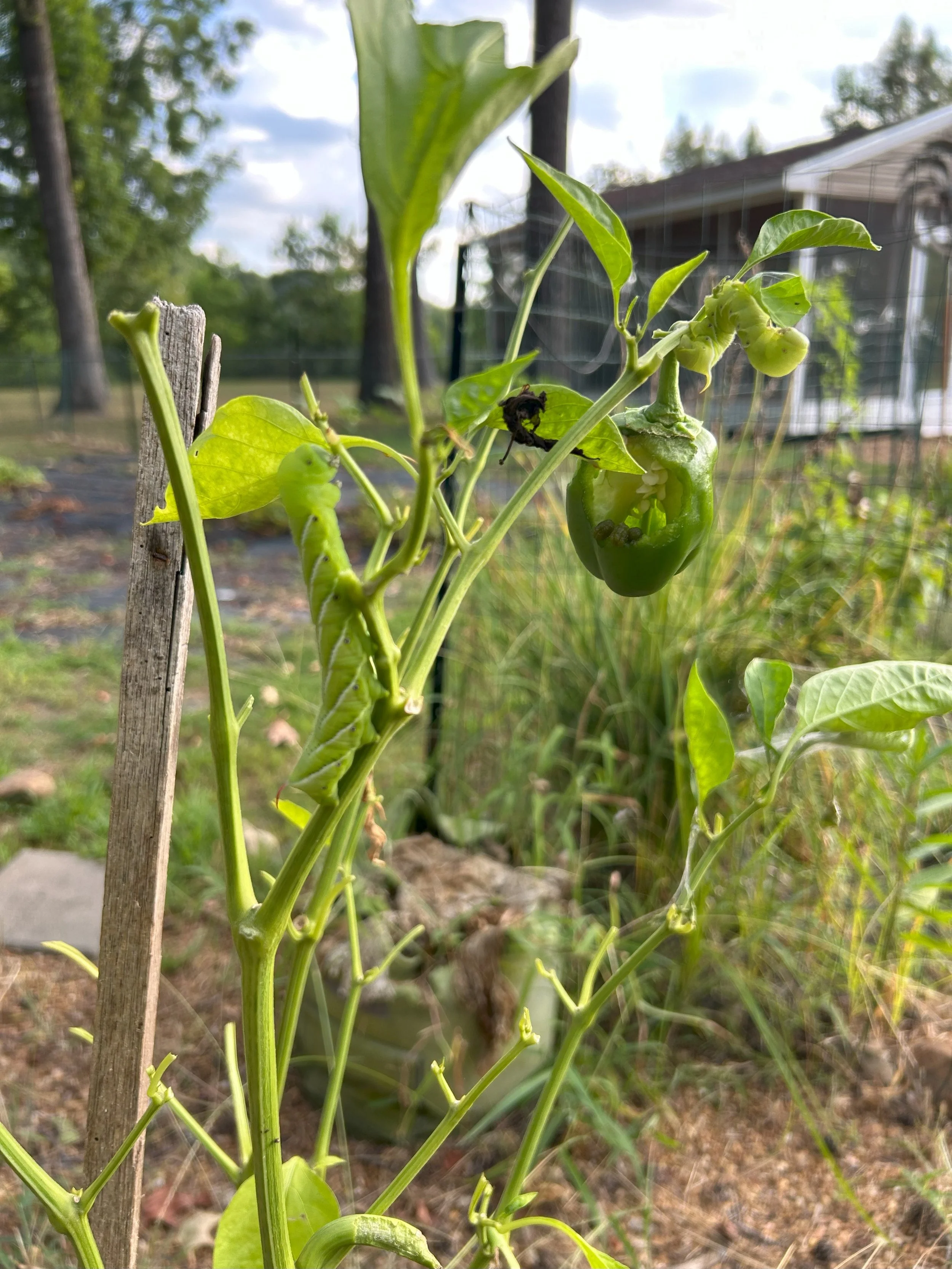 pepper attack.jpeg