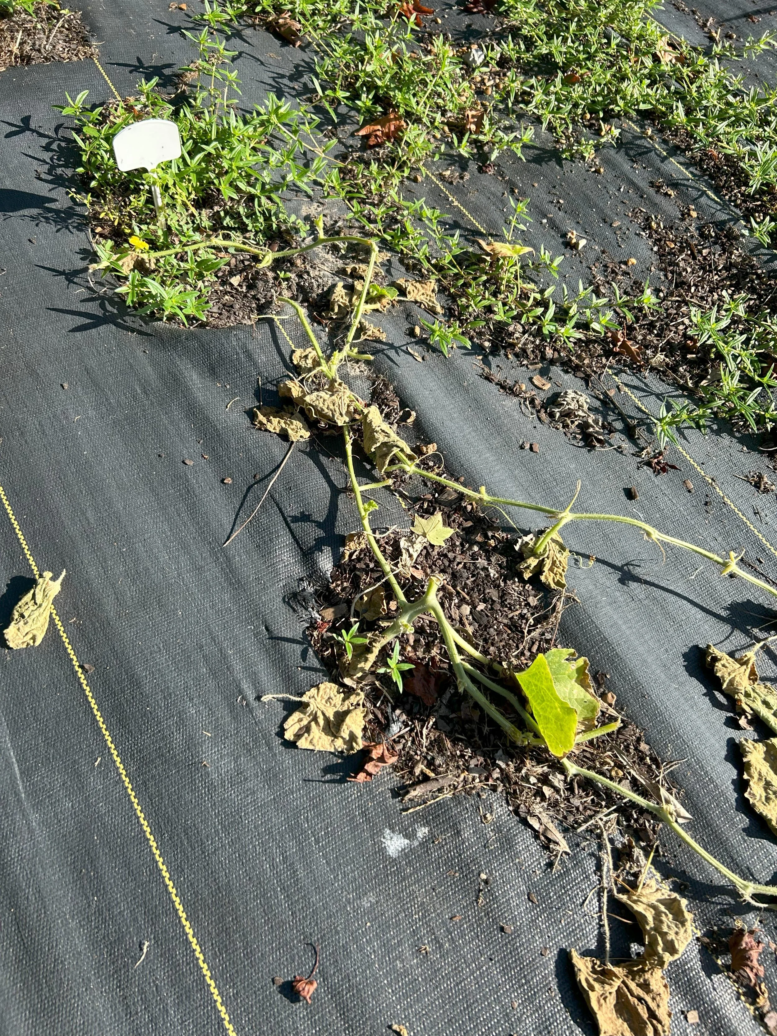 vines gone.jpeg