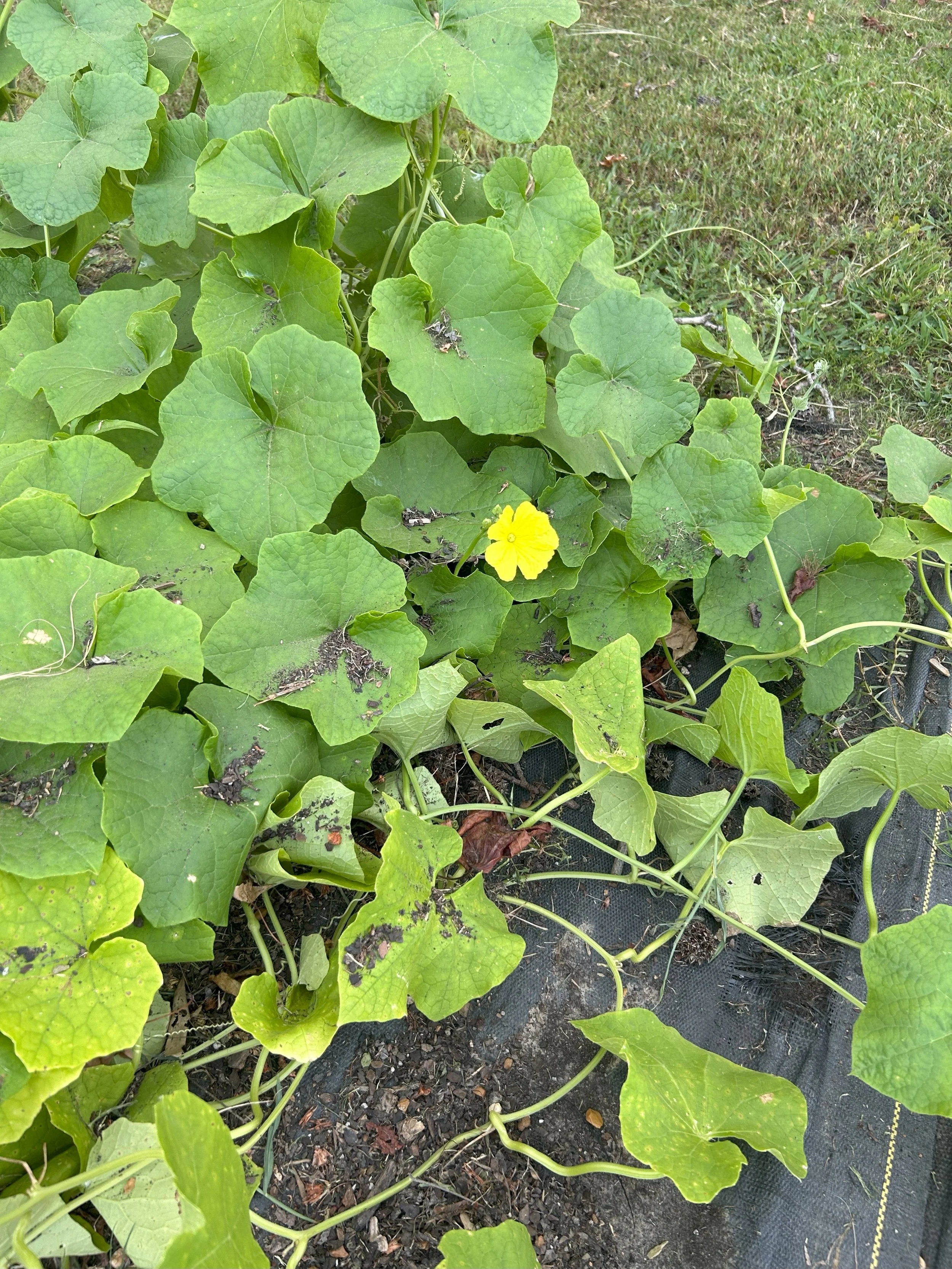 gourd blossom.jpeg