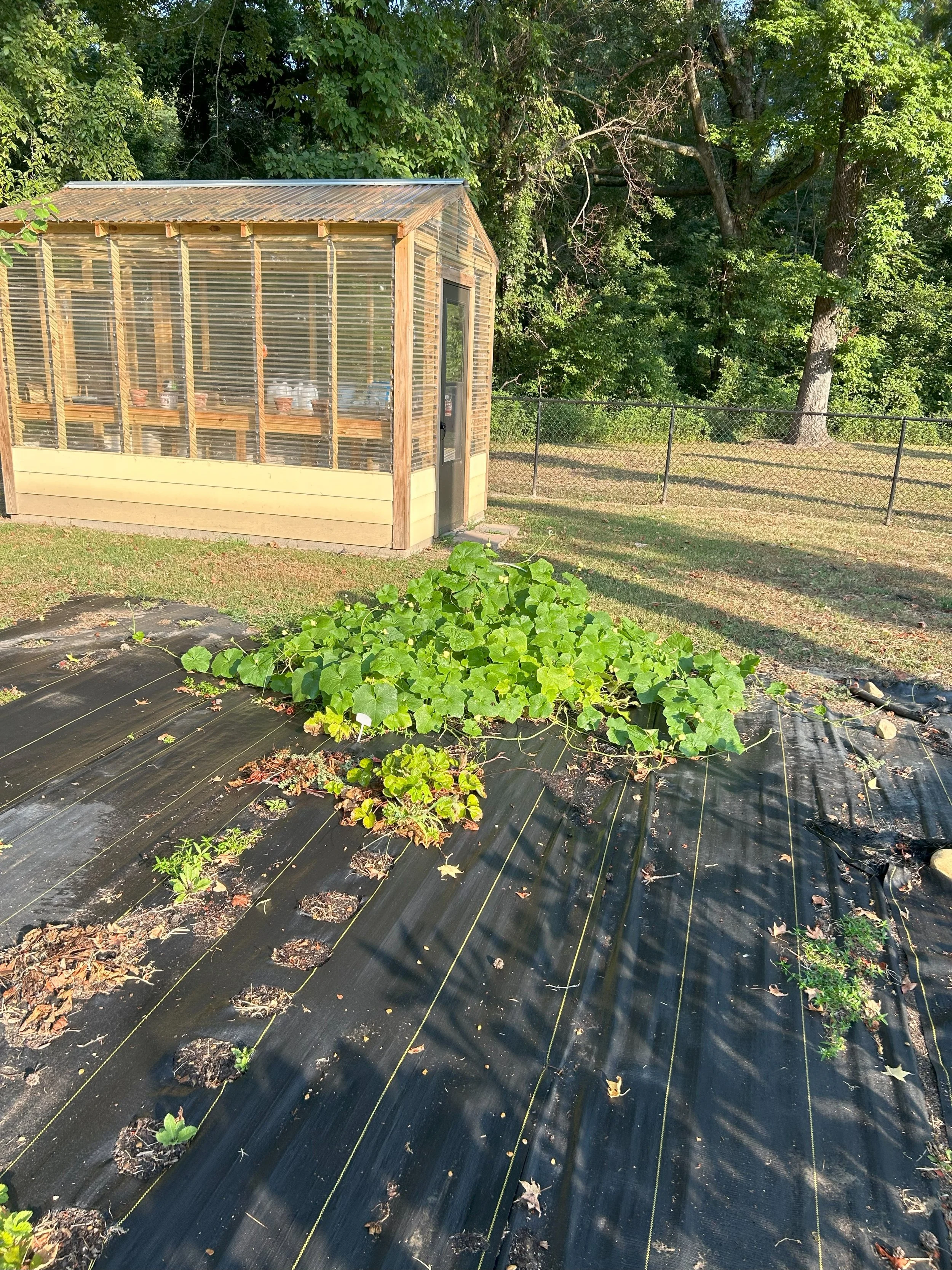 gourdflowers.jpeg