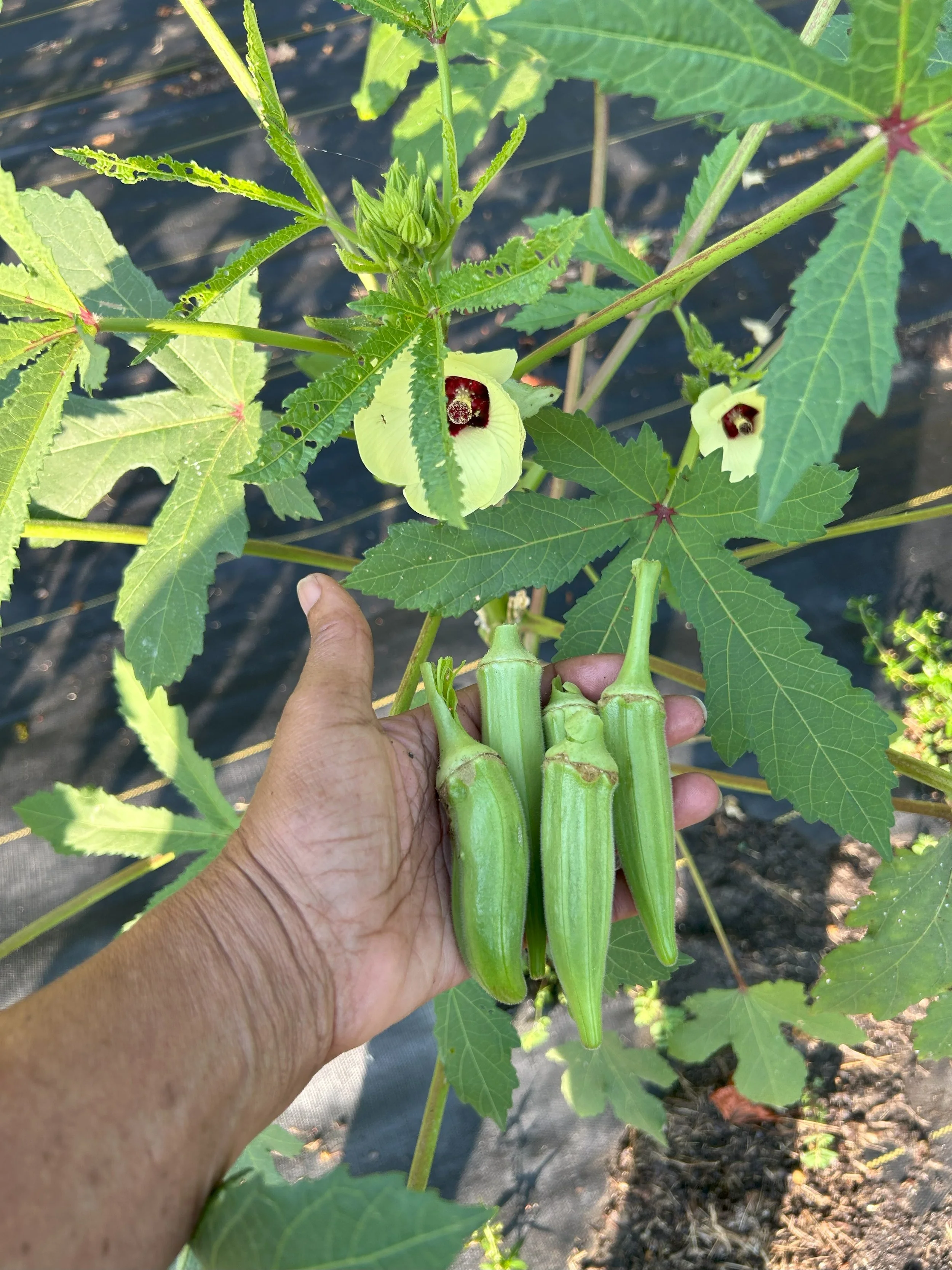 harvest.jpeg