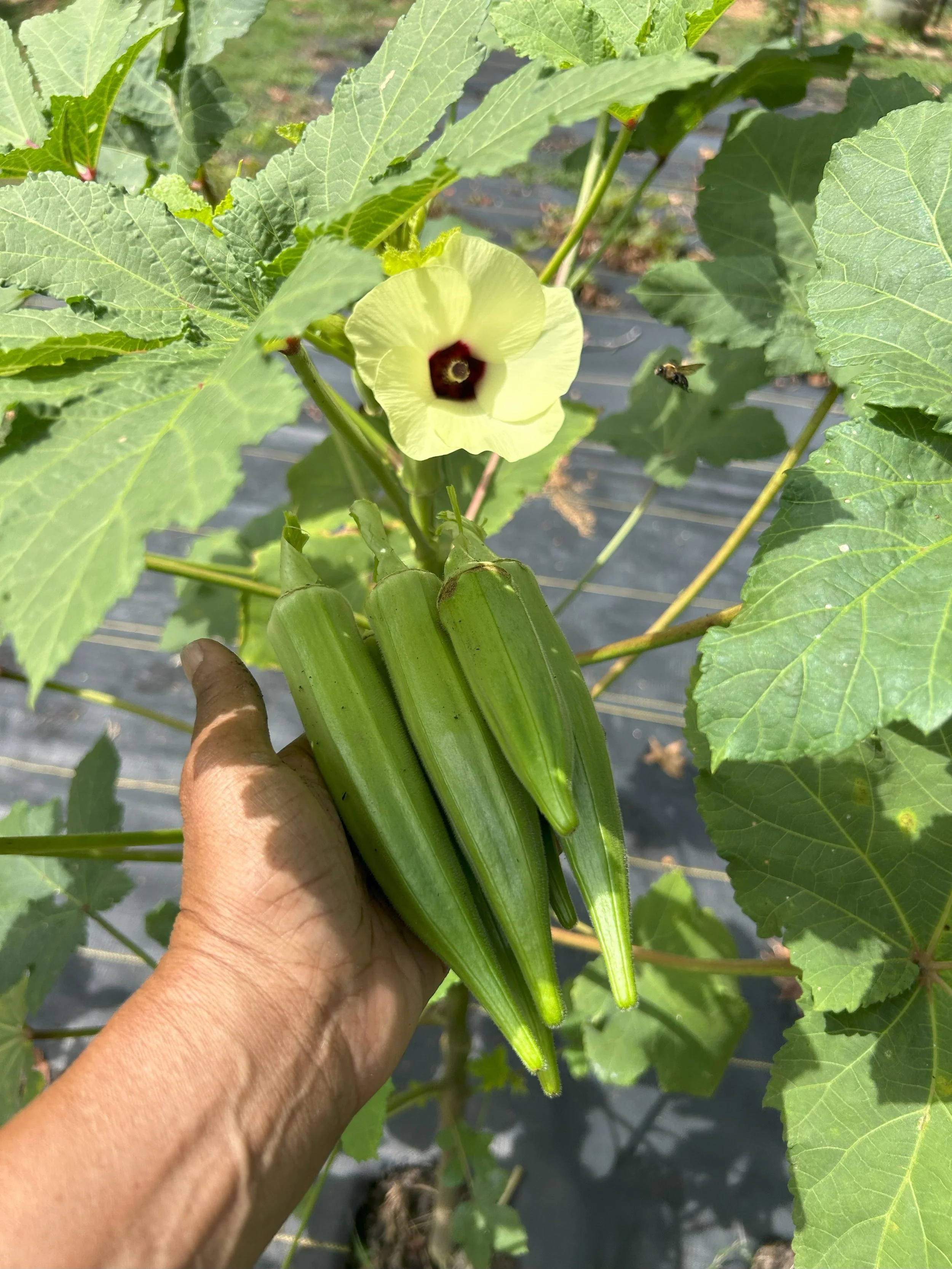 harvest2.jpeg
