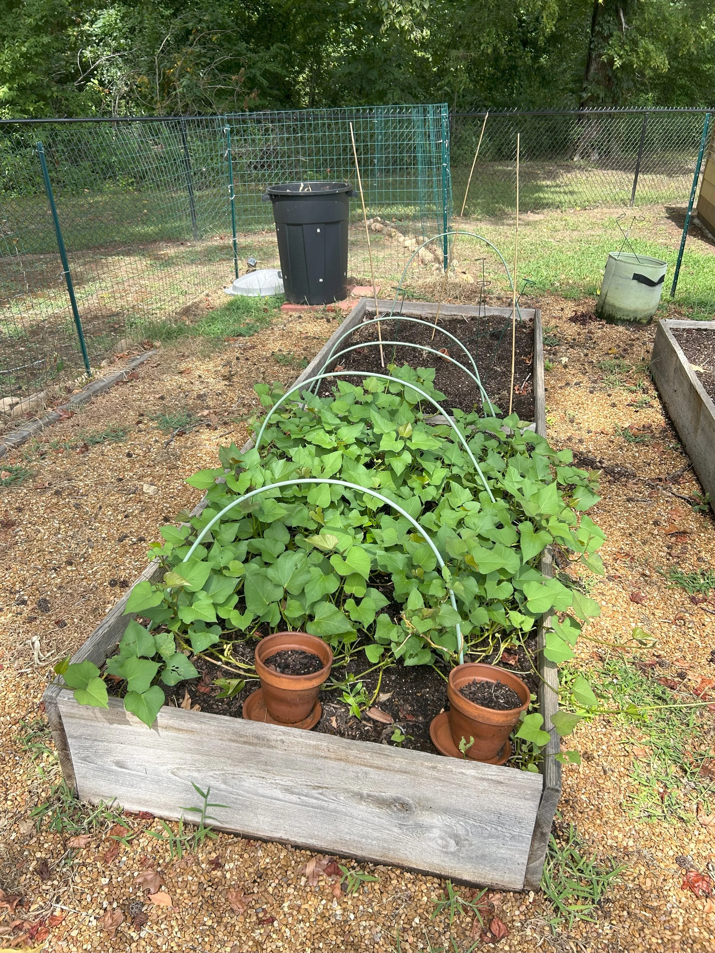 sweetpotatovines.jpeg