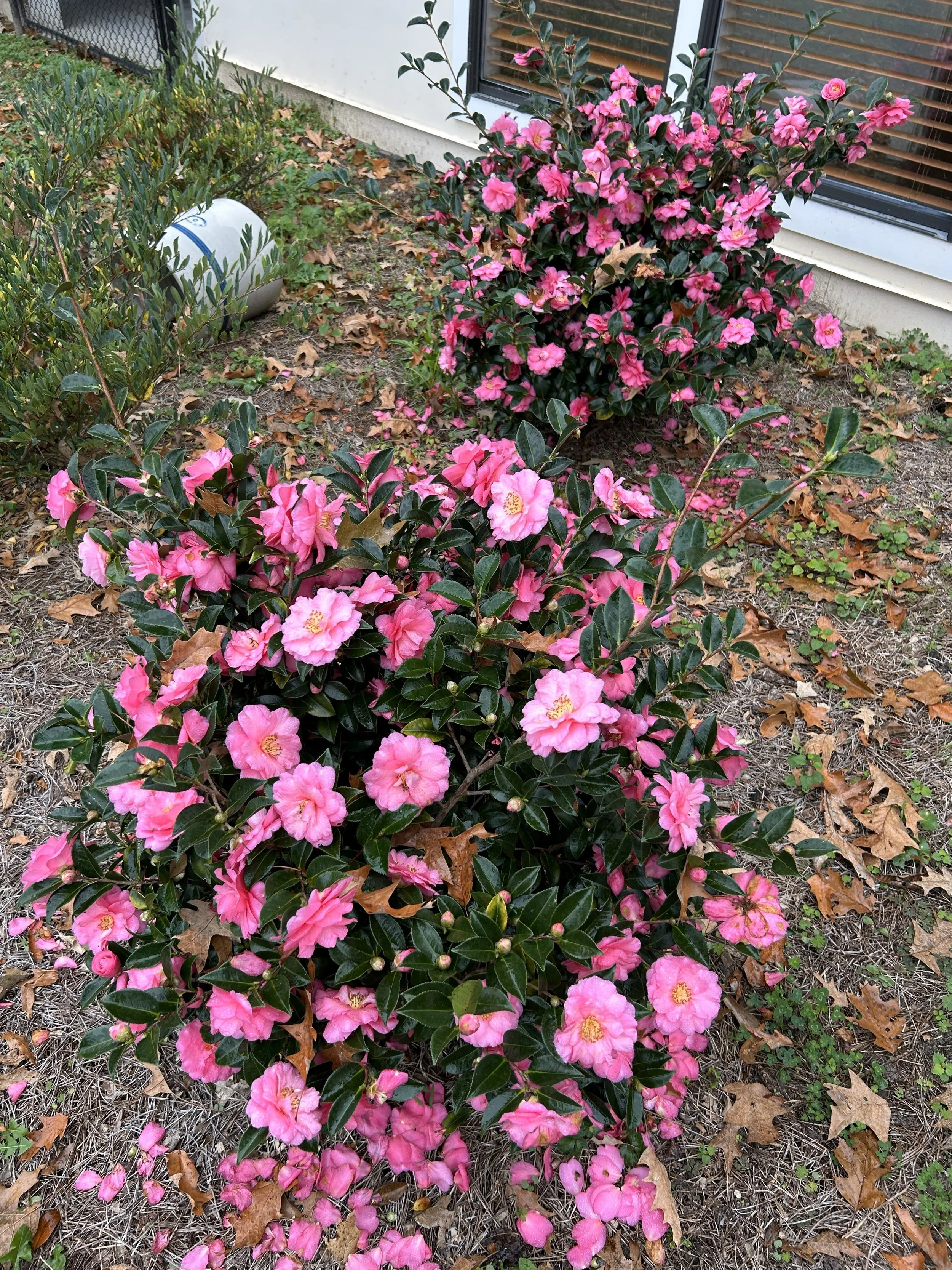 Releasing 2025 with Gratitude, Wisdom and Peace