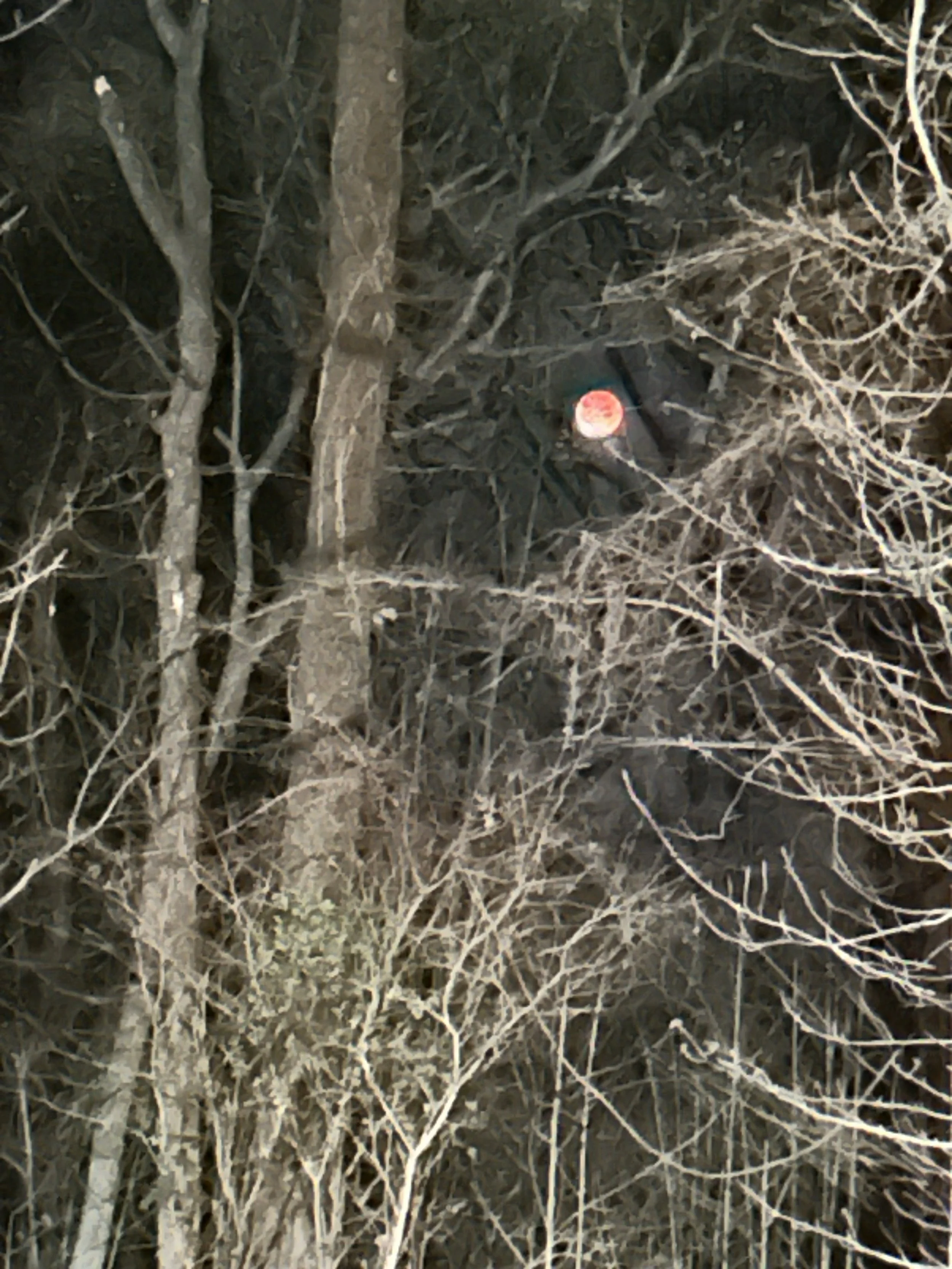 Mar 3_lunar eclipse.jpeg