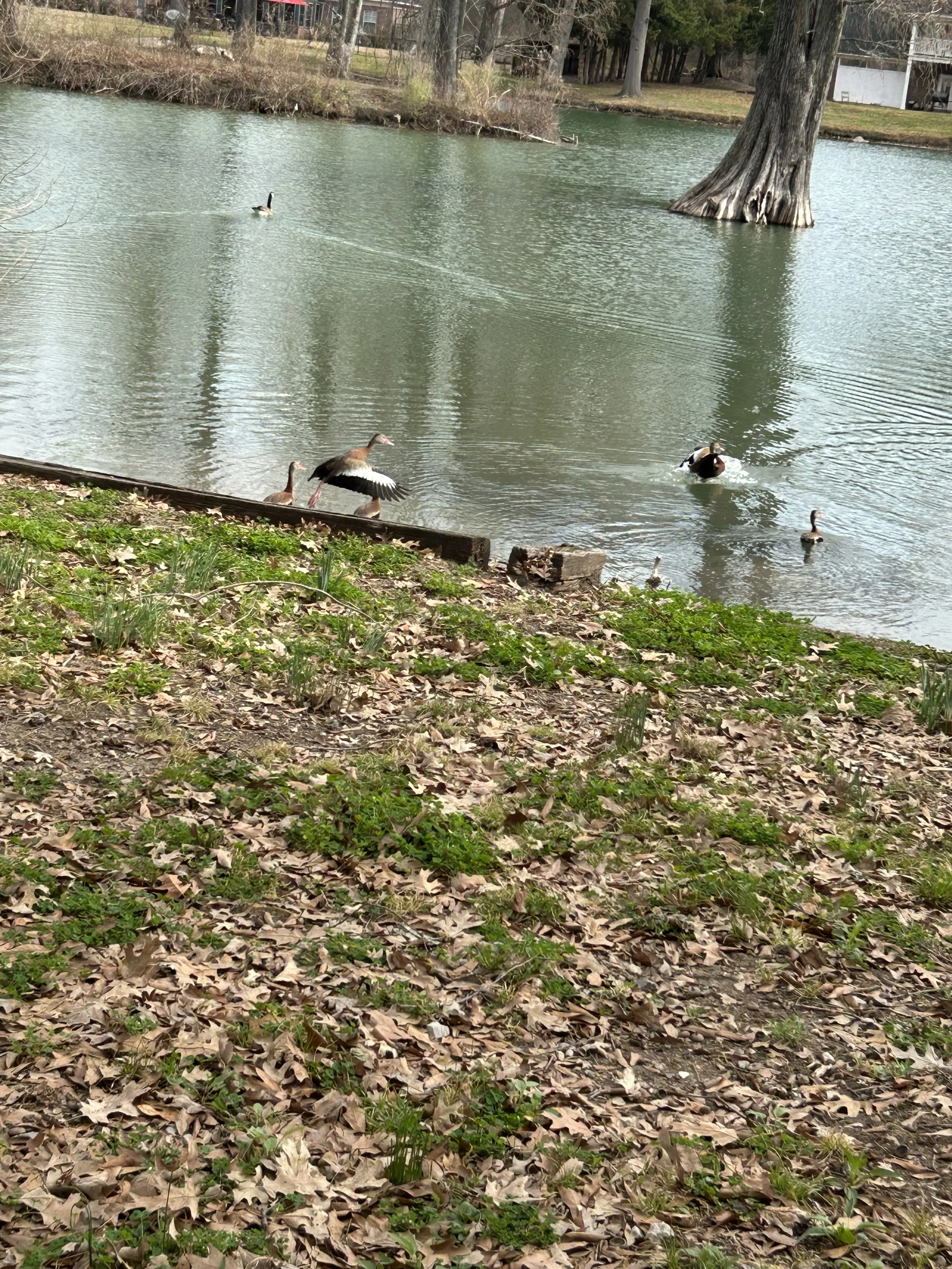 ducks2.jpeg