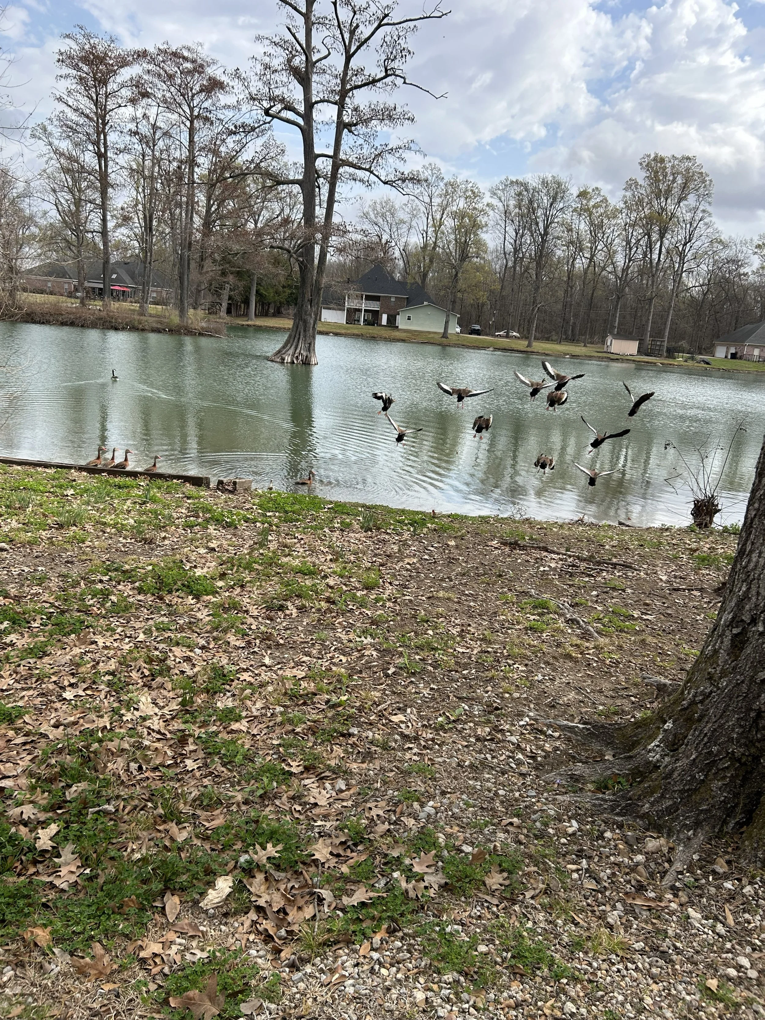 ducks1.jpeg