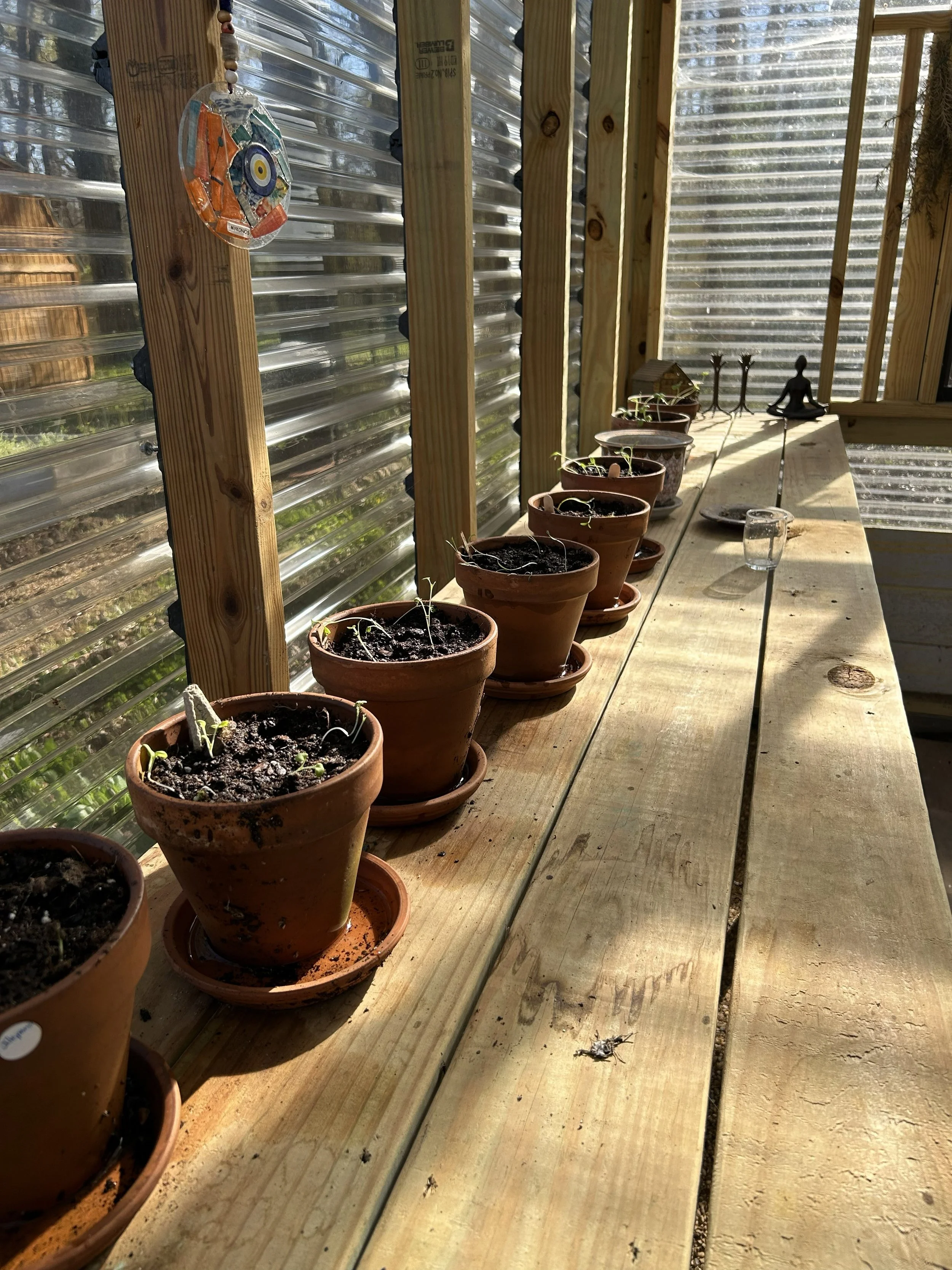 Mar12_greenhouse seedlings.jpeg