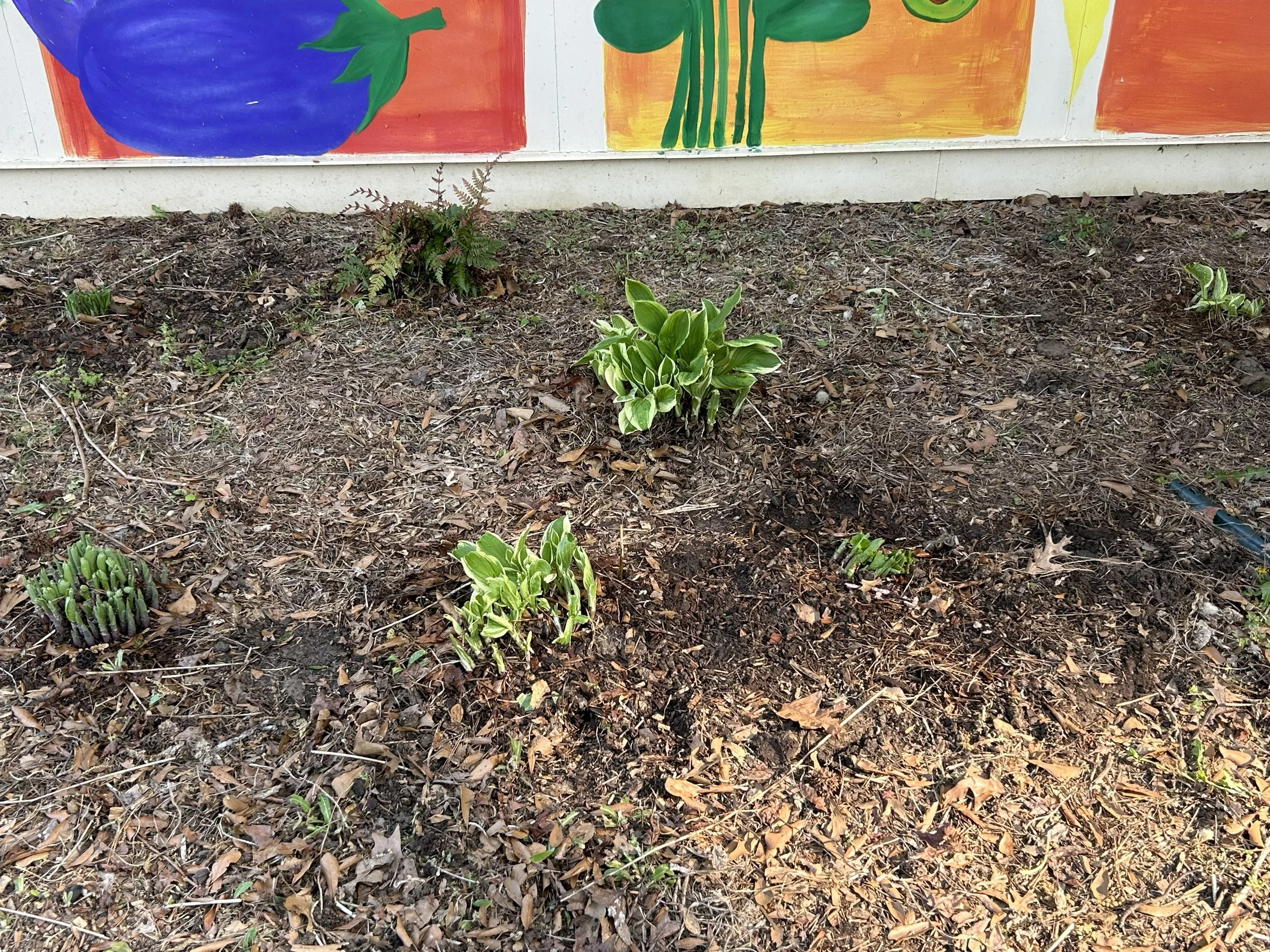 Mar26_separate hostas.jpeg