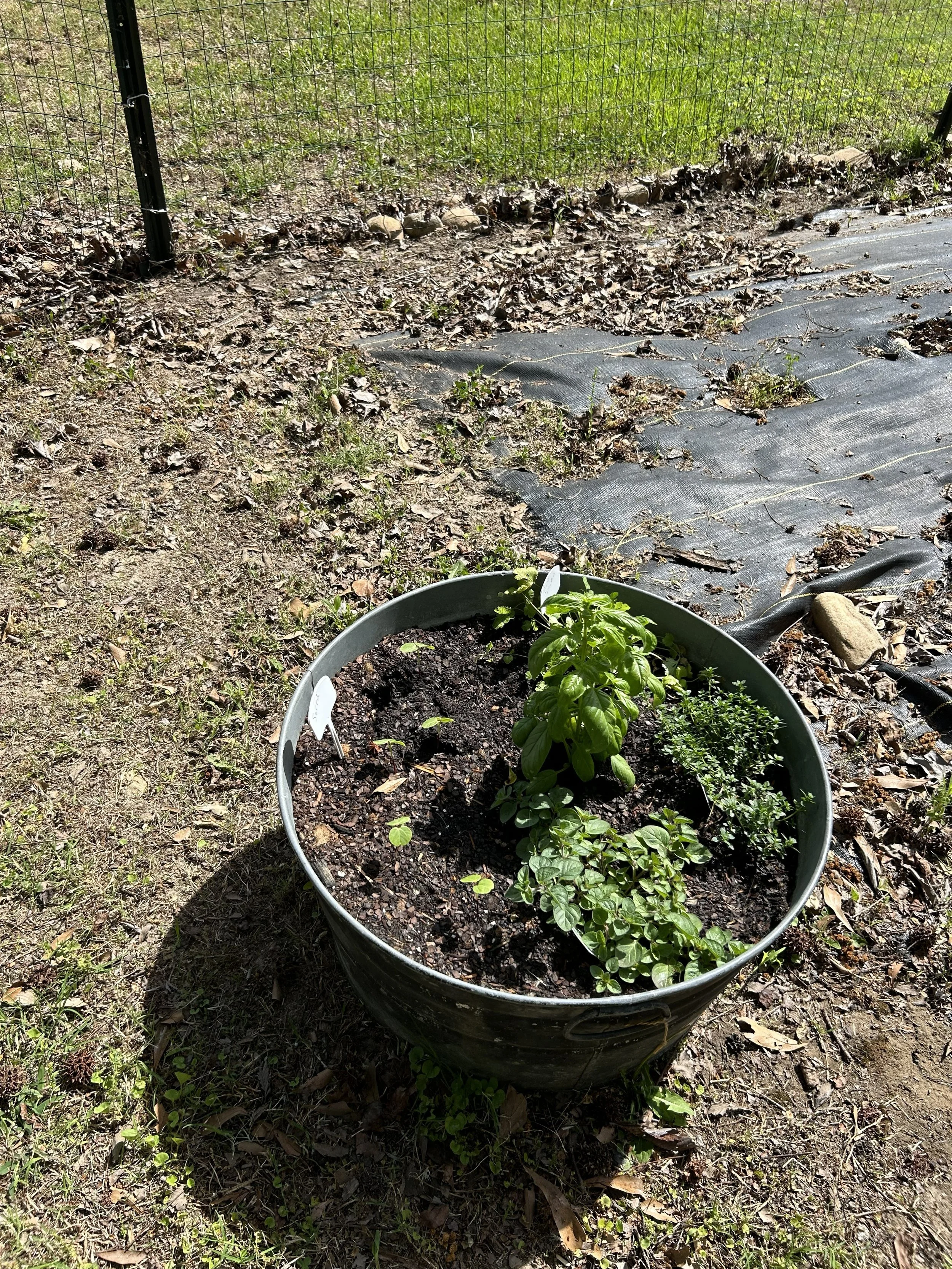 apr15_garden8.jpeg