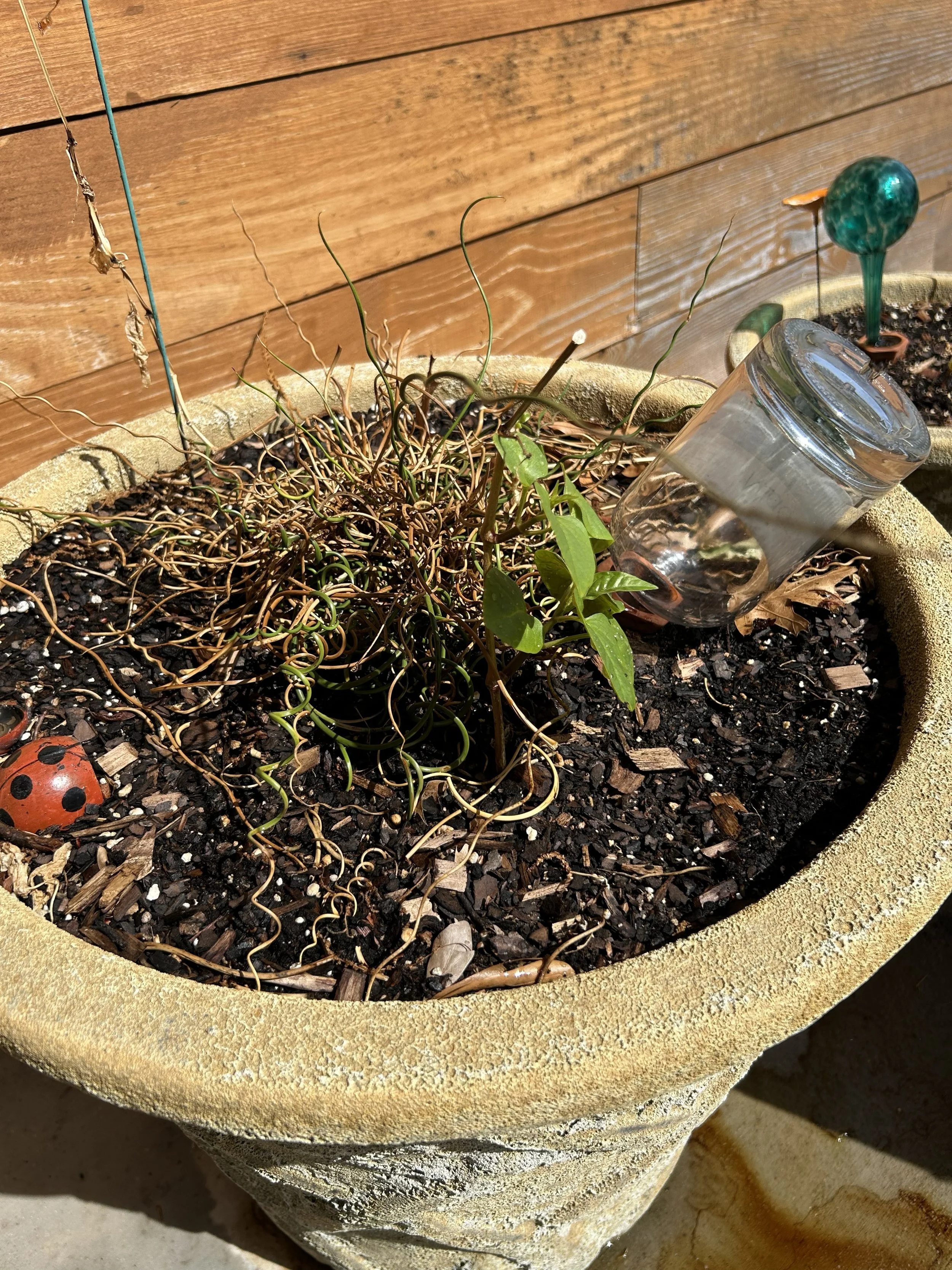 apr15_garden18.jpeg