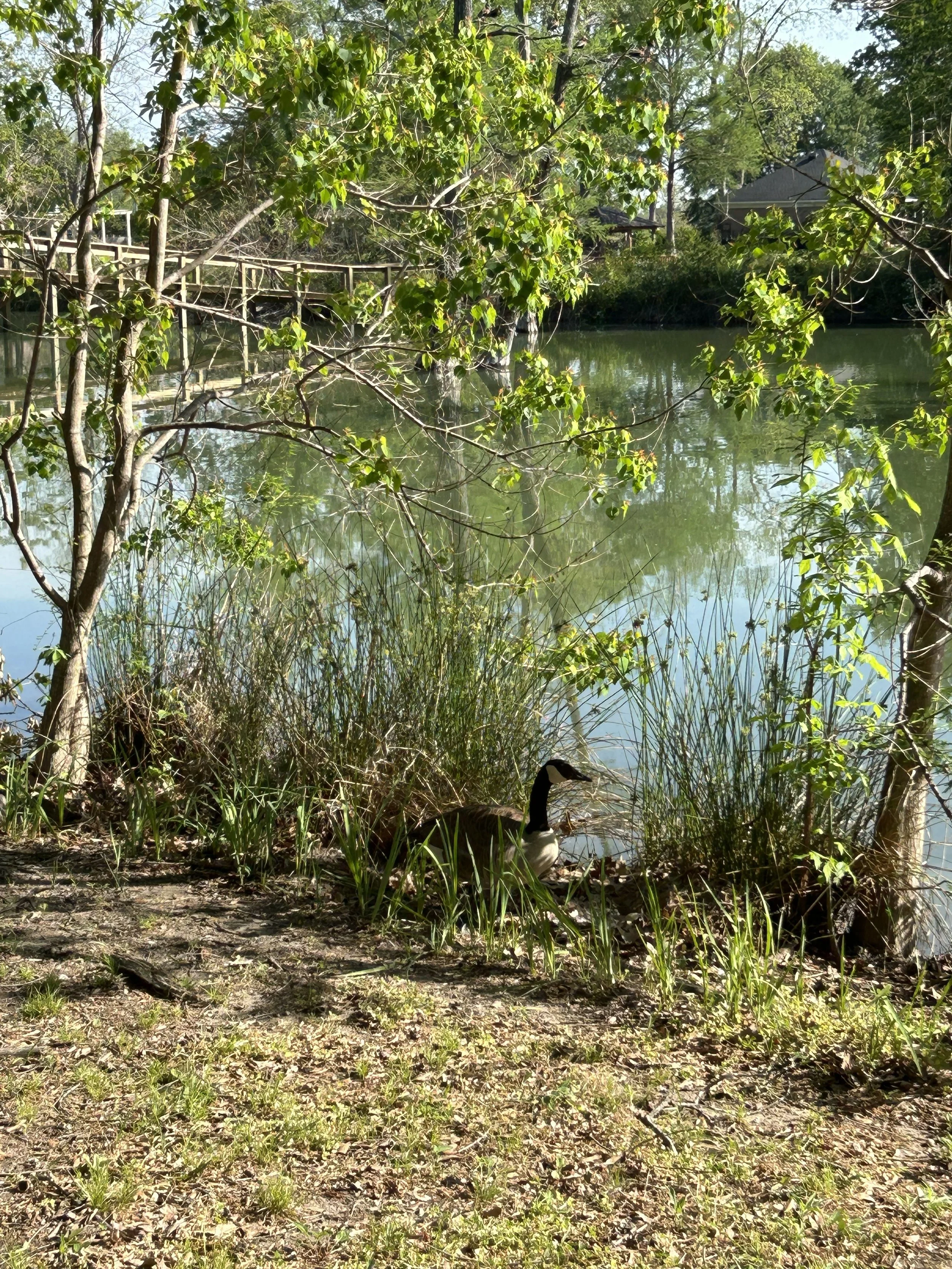 Apr10_goose nest on land.jpeg