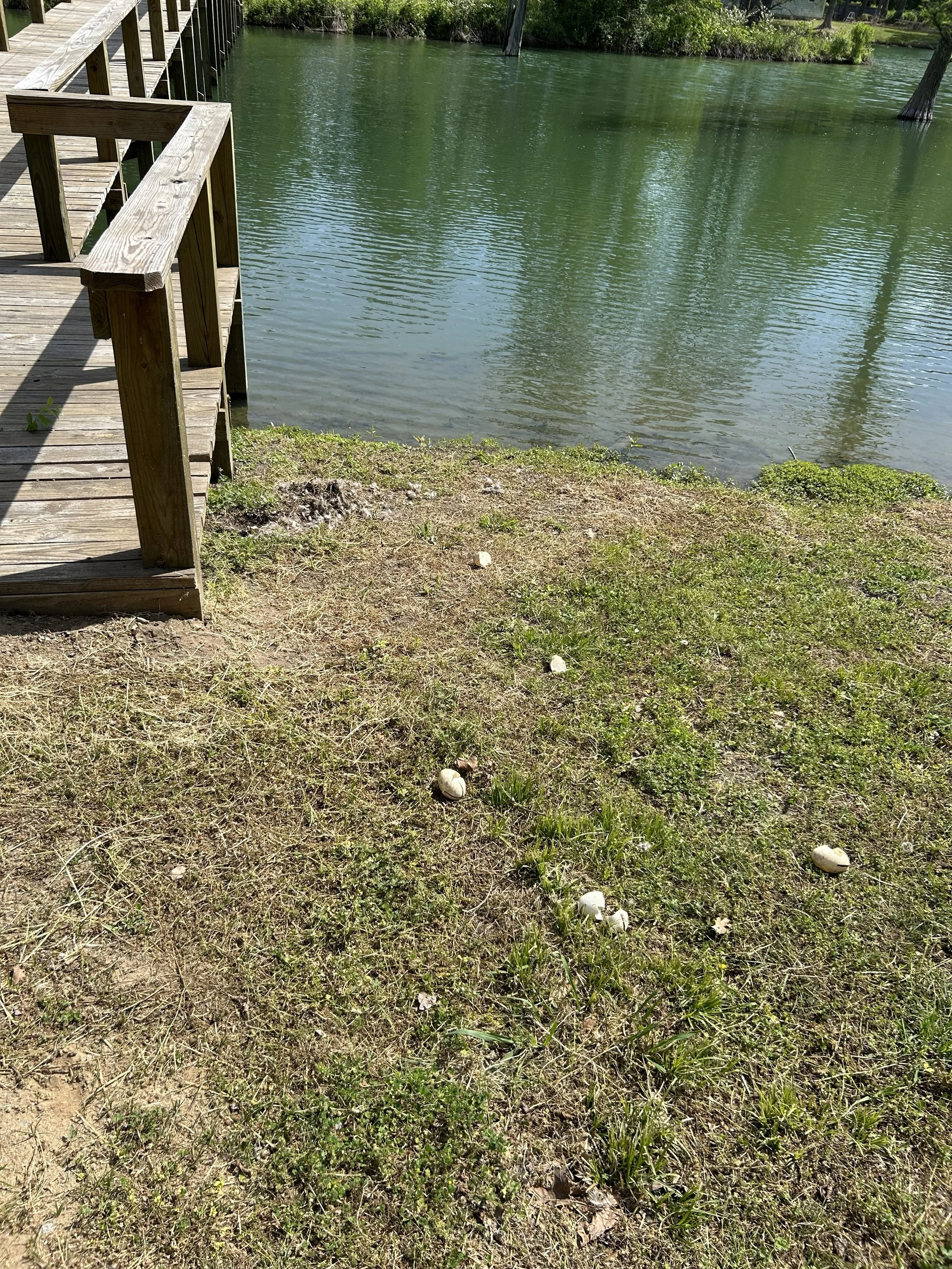 Apr15_goose nest destroyed.jpeg