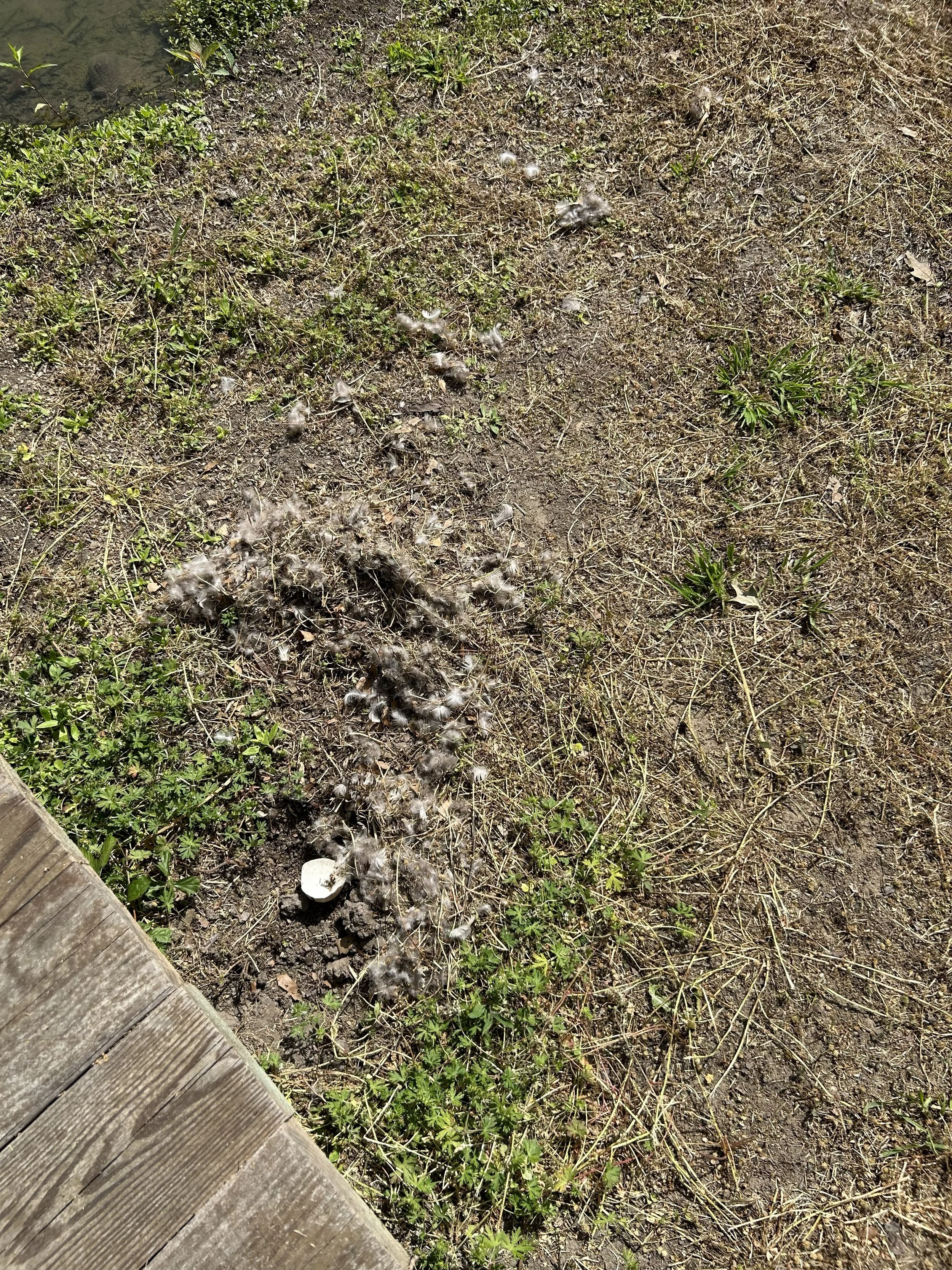 Apr15_goose nest destroyed2.jpeg