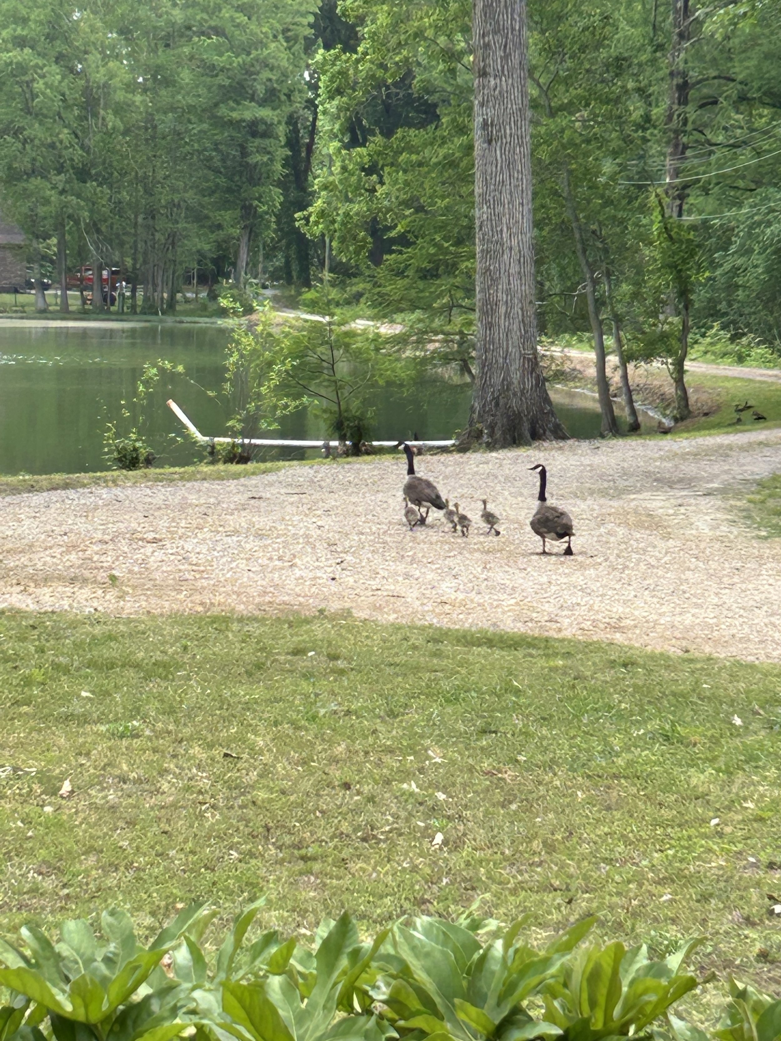 Apr24_new goslings growing.jpeg