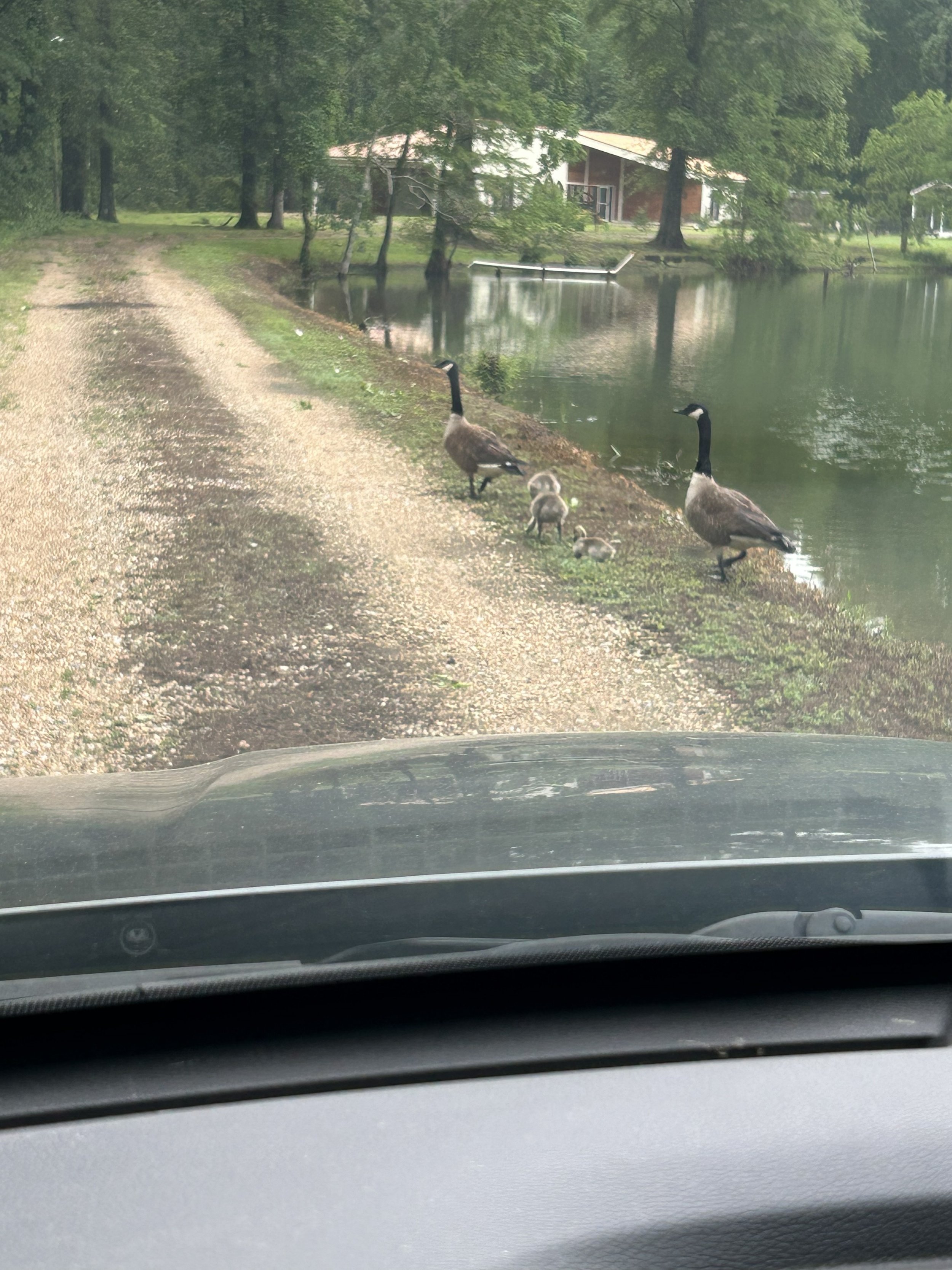 Apr29_goose family on road.jpeg