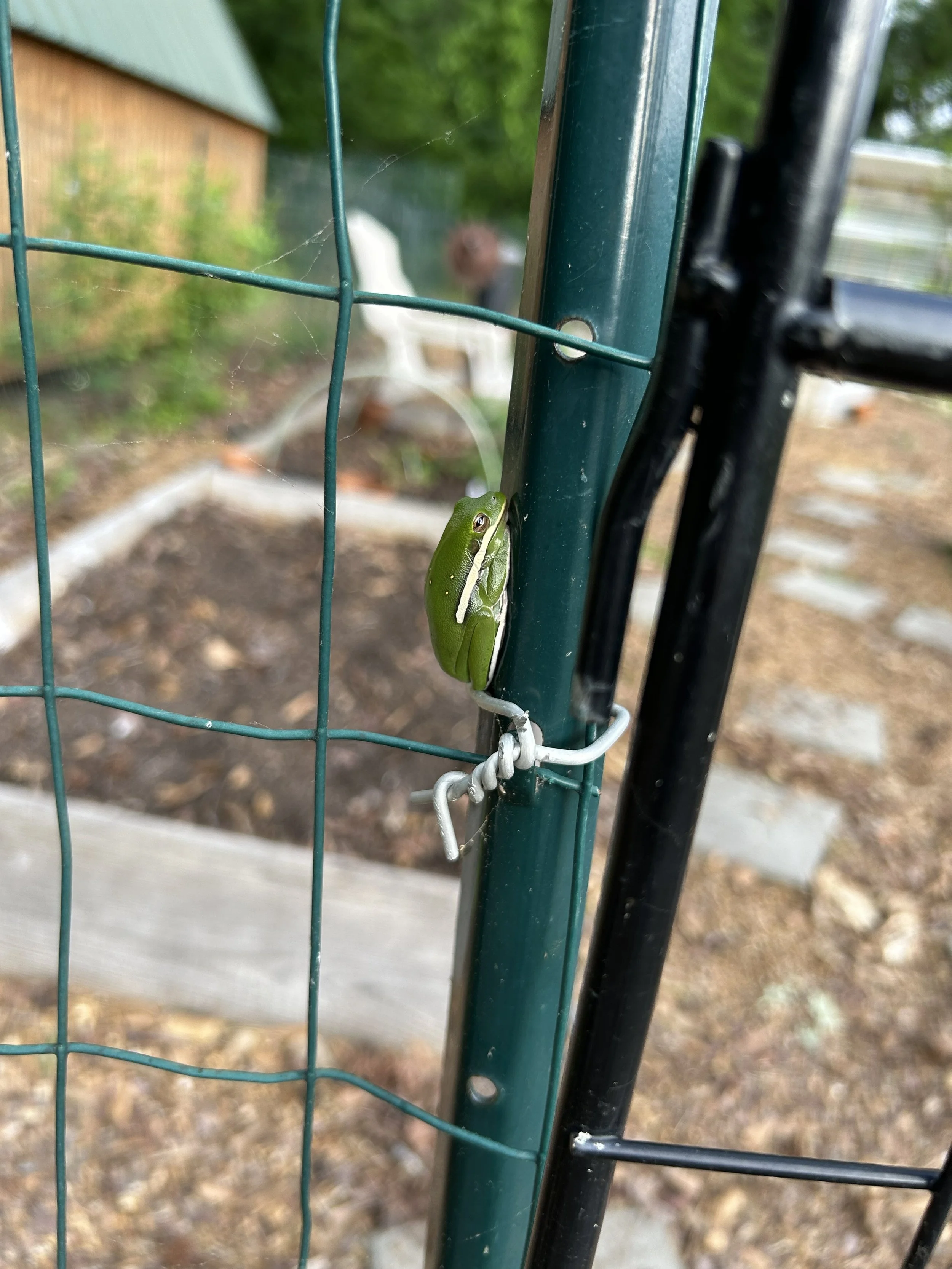 Apr16_frog.jpeg