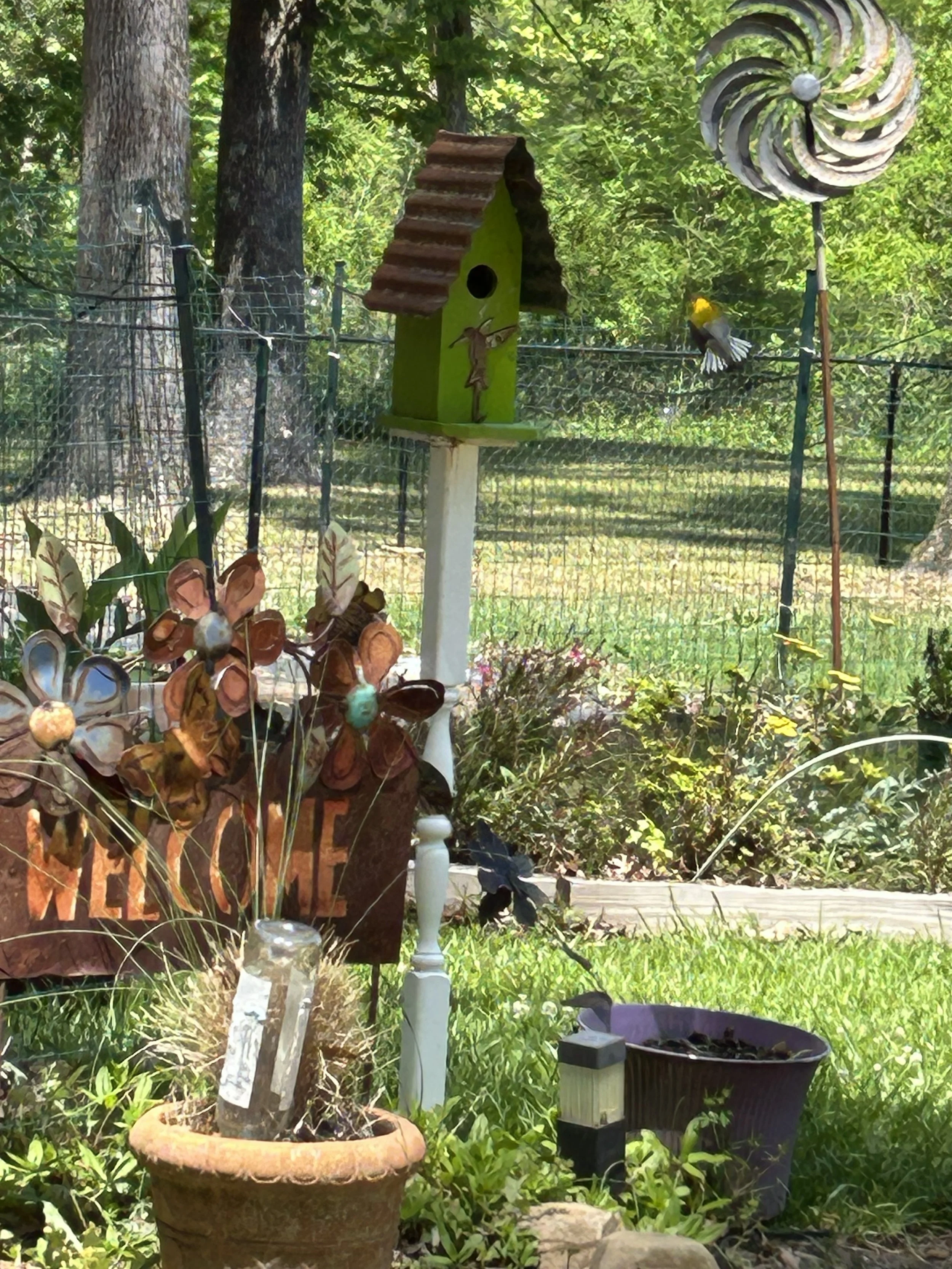 Apr23_New Finch Nest2.jpeg
