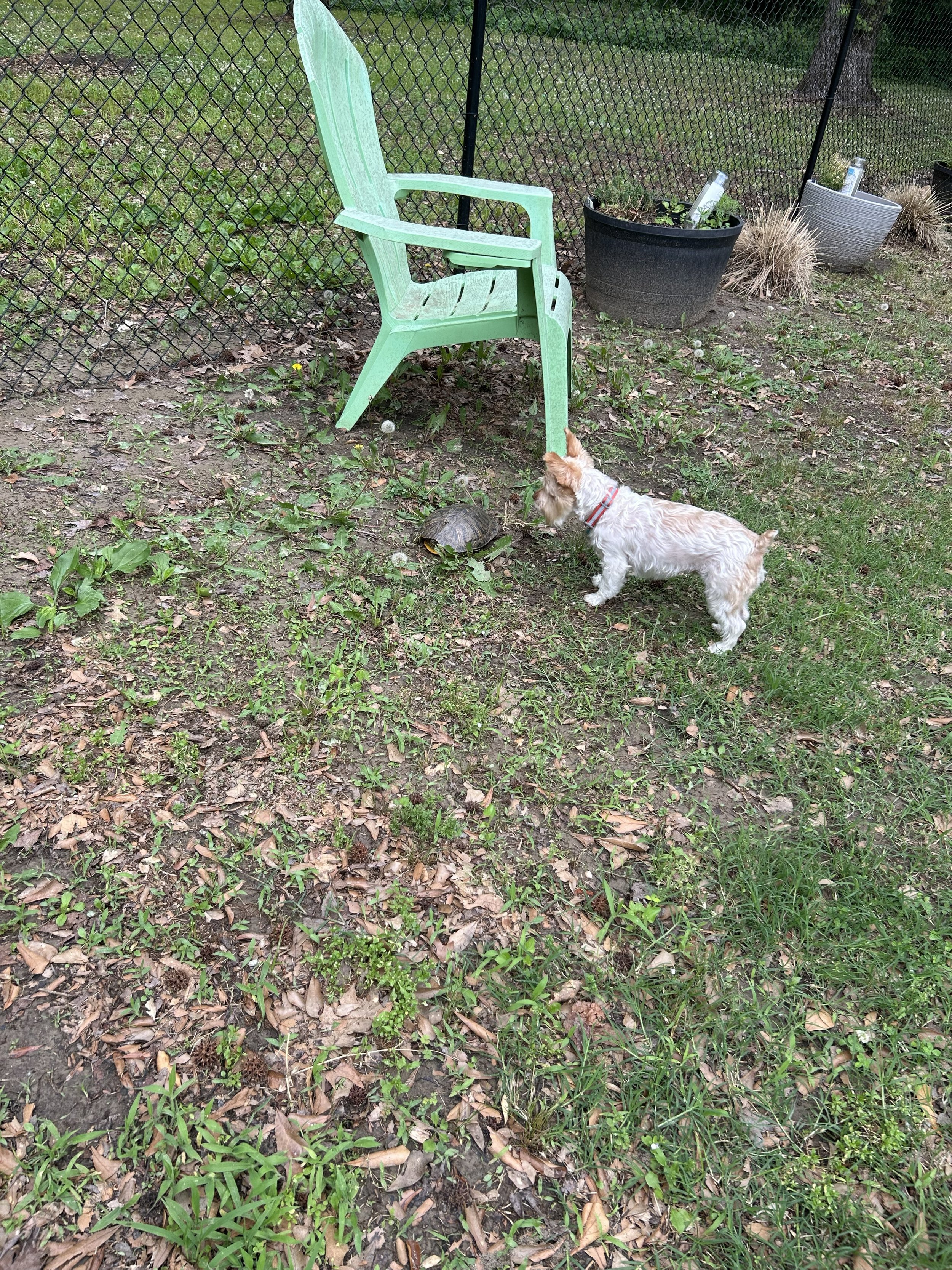 Apr27_Emi & turtle.jpeg