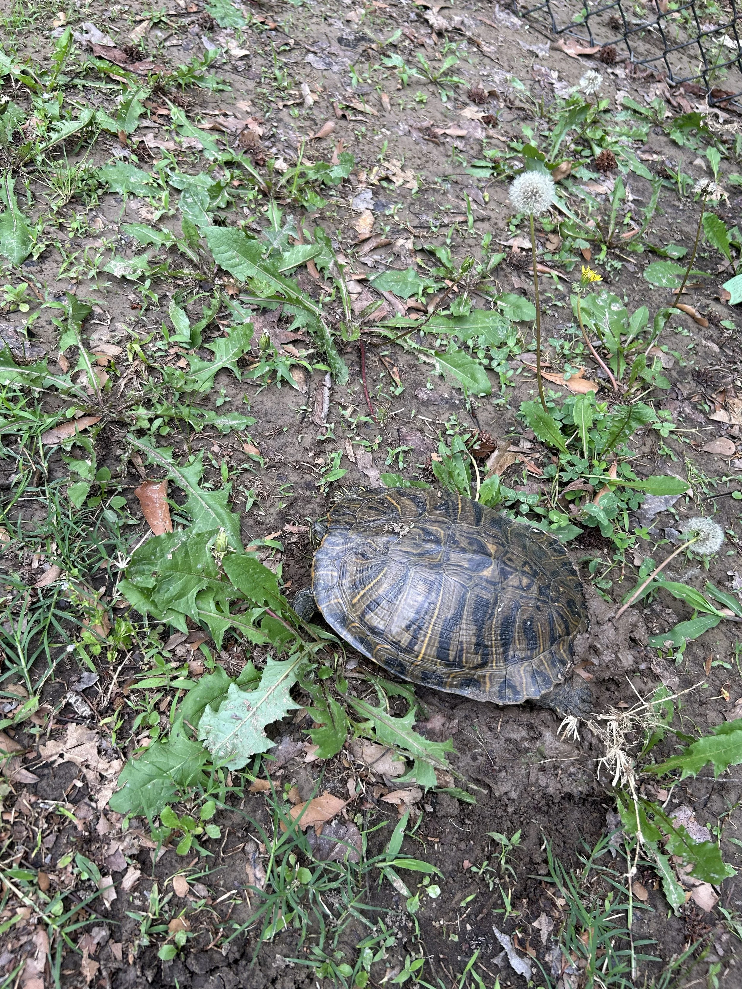 Apr27_turtle.jpeg