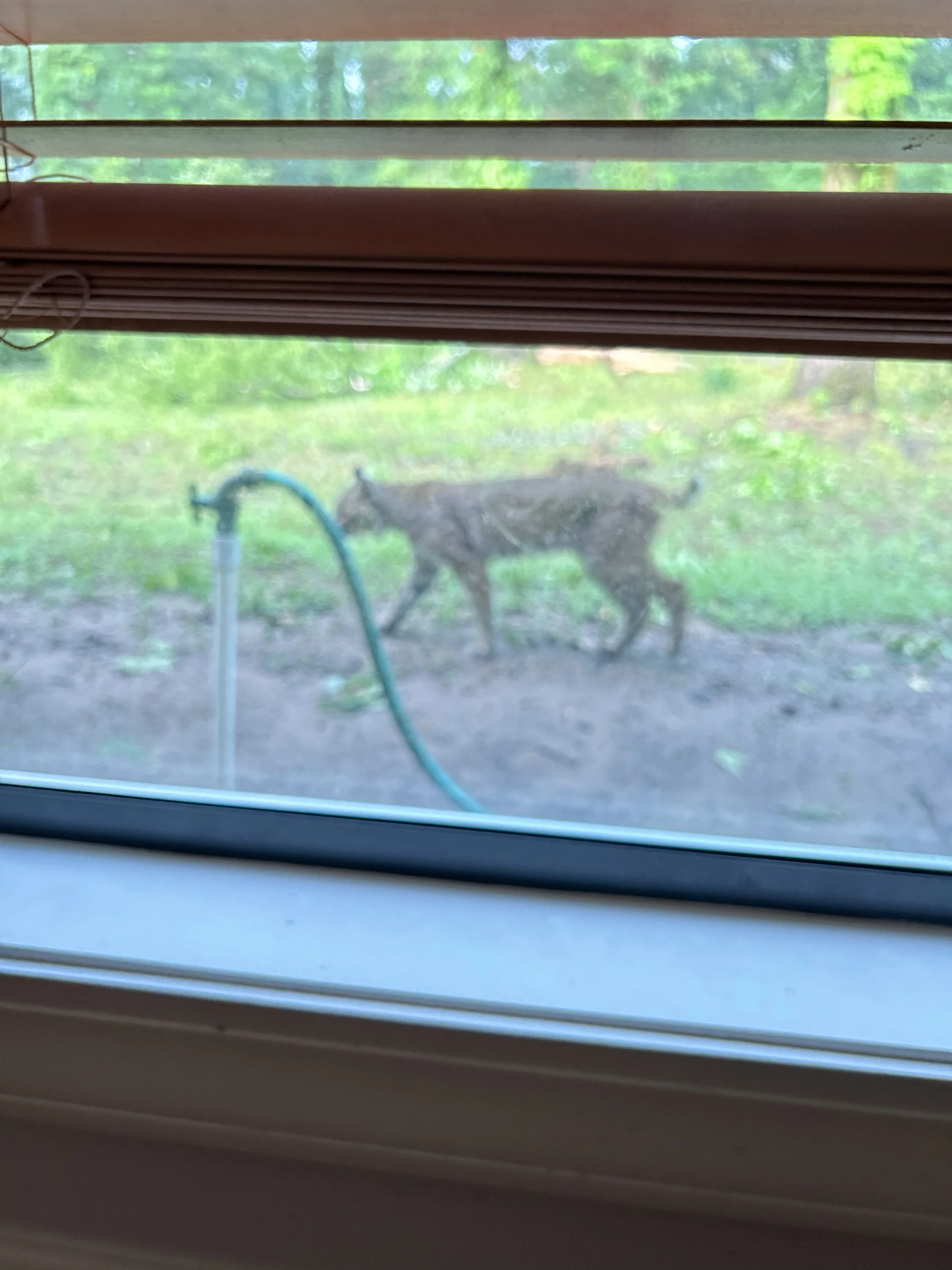 Apr29_bobcat after thunderstorm2.jpeg