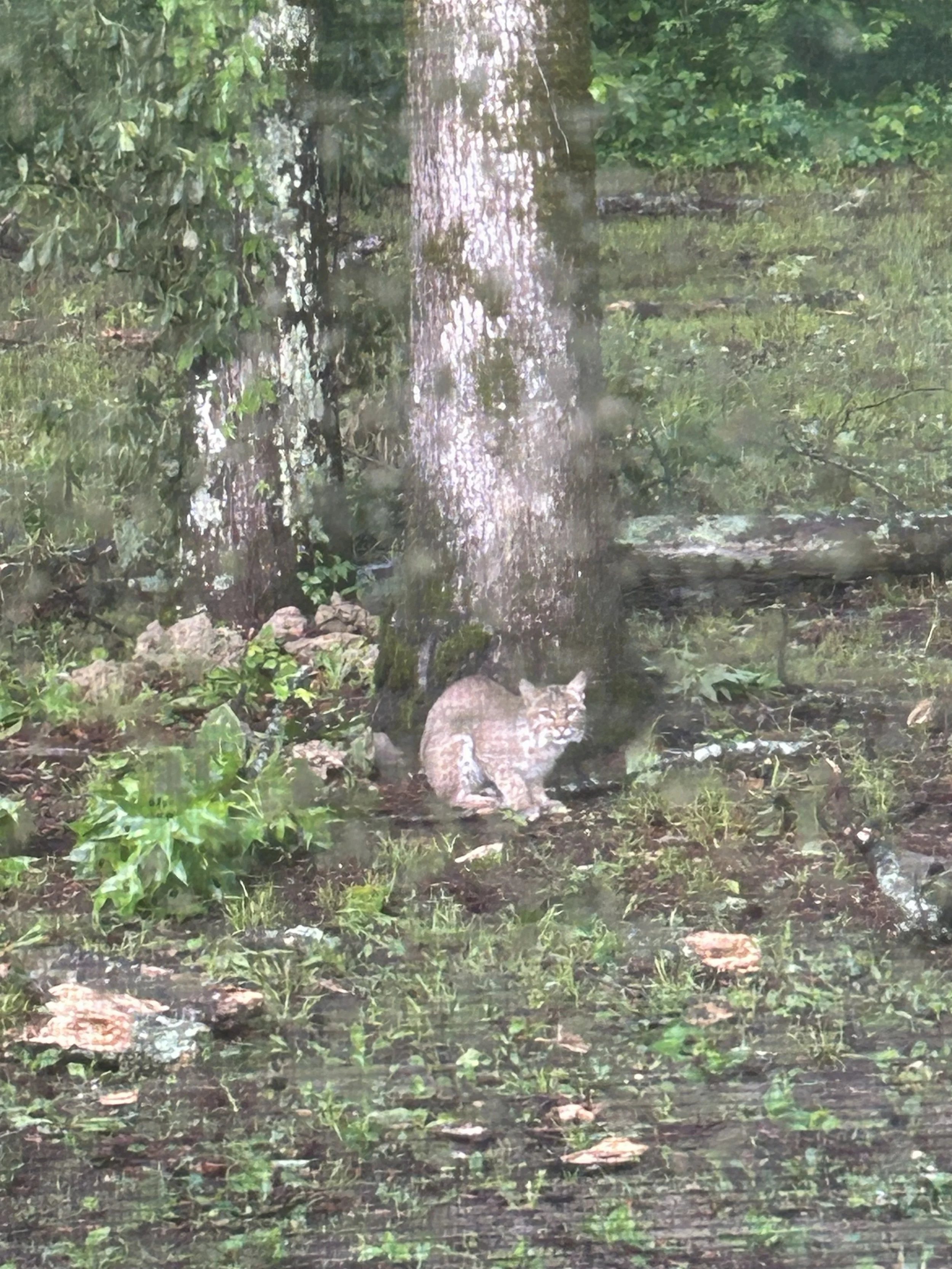 Apr29_bobcat after thunderstorm.jpeg