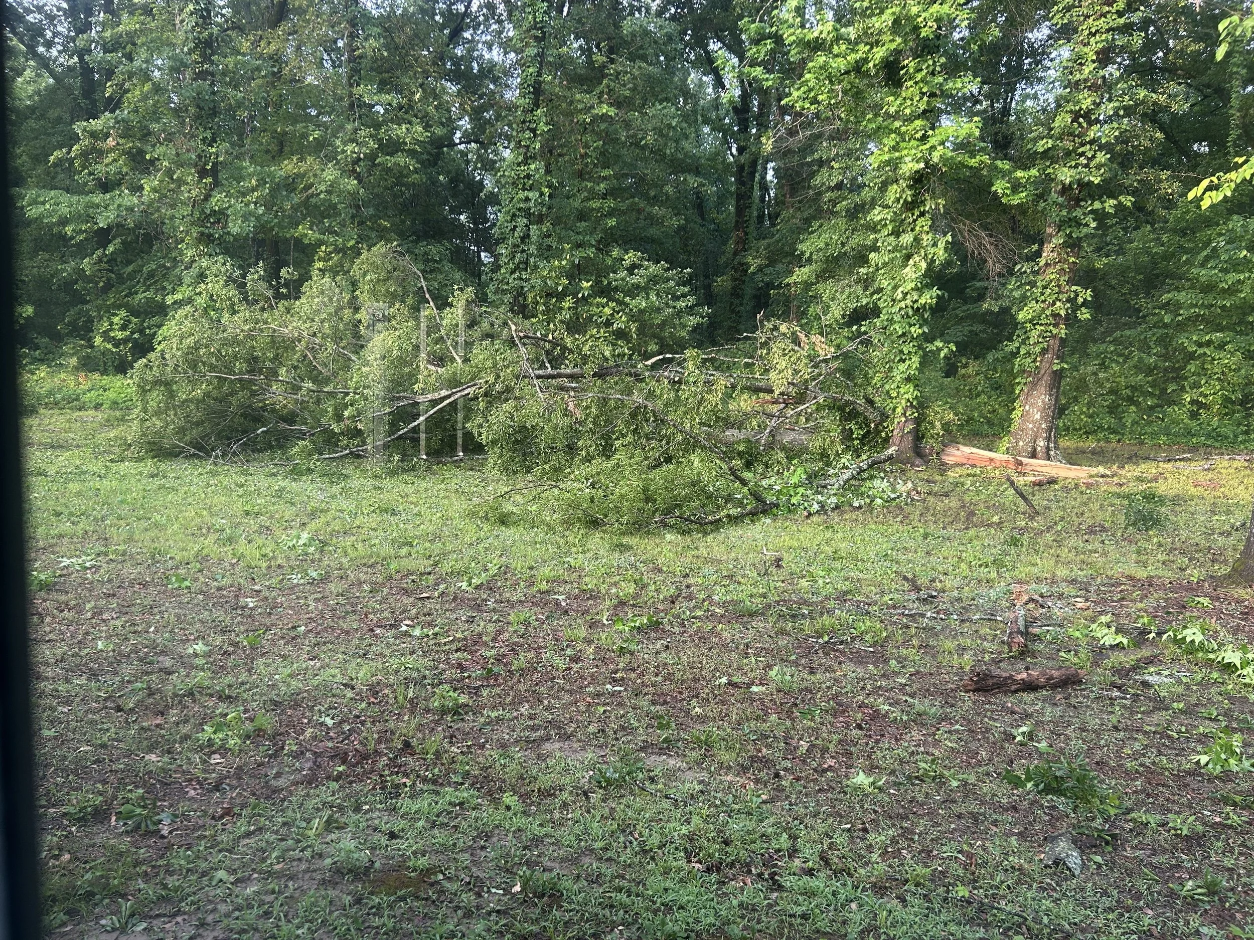 Apr29_tree down my backyard.jpeg