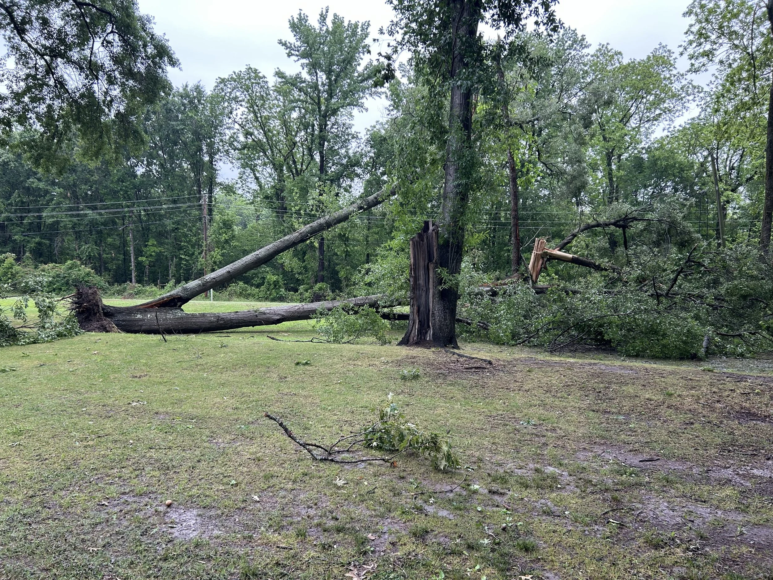 Apr29_tree down neighbor front yard.jpeg