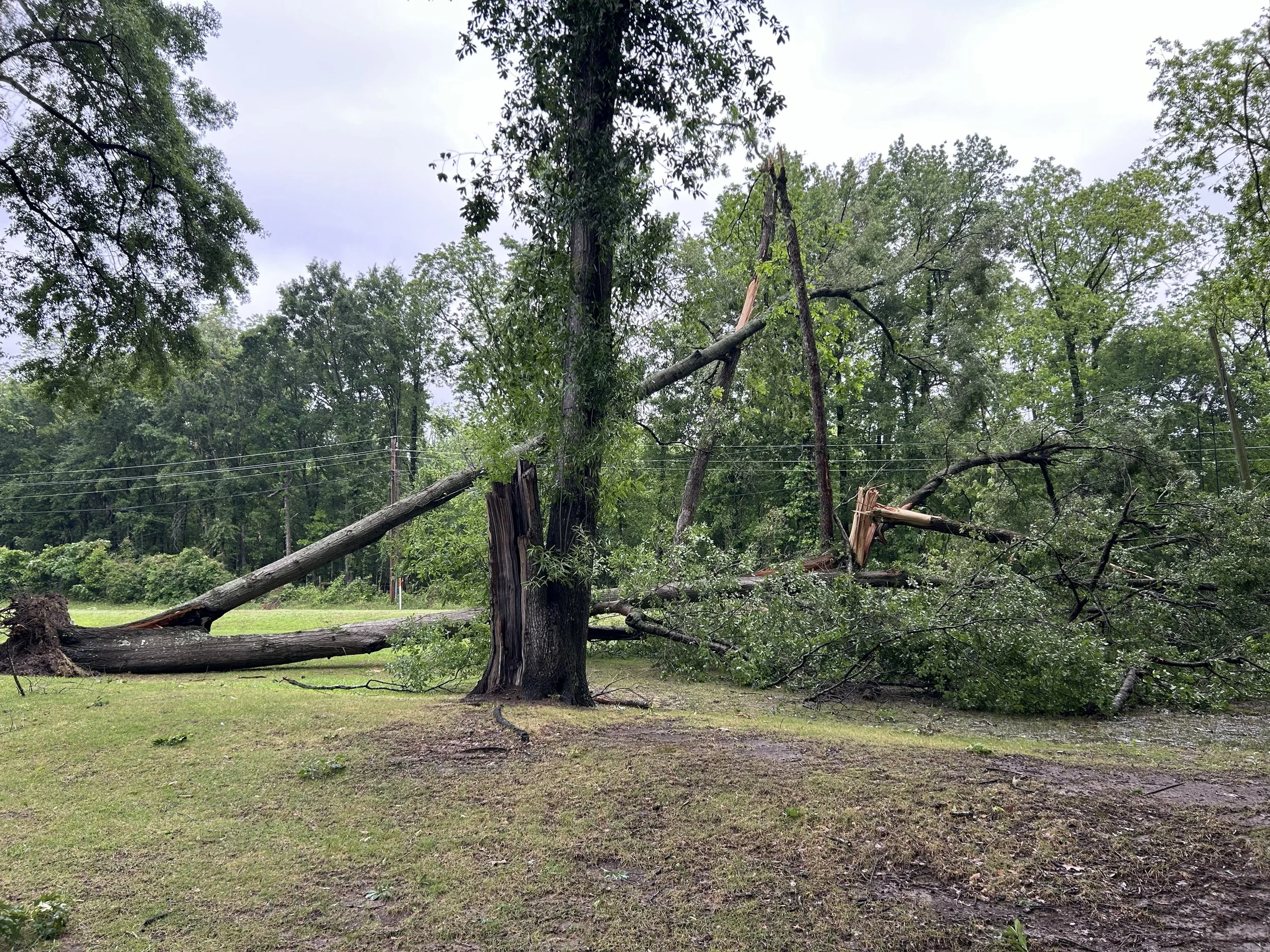 Apr29_tree down neighbor front yard2.jpeg