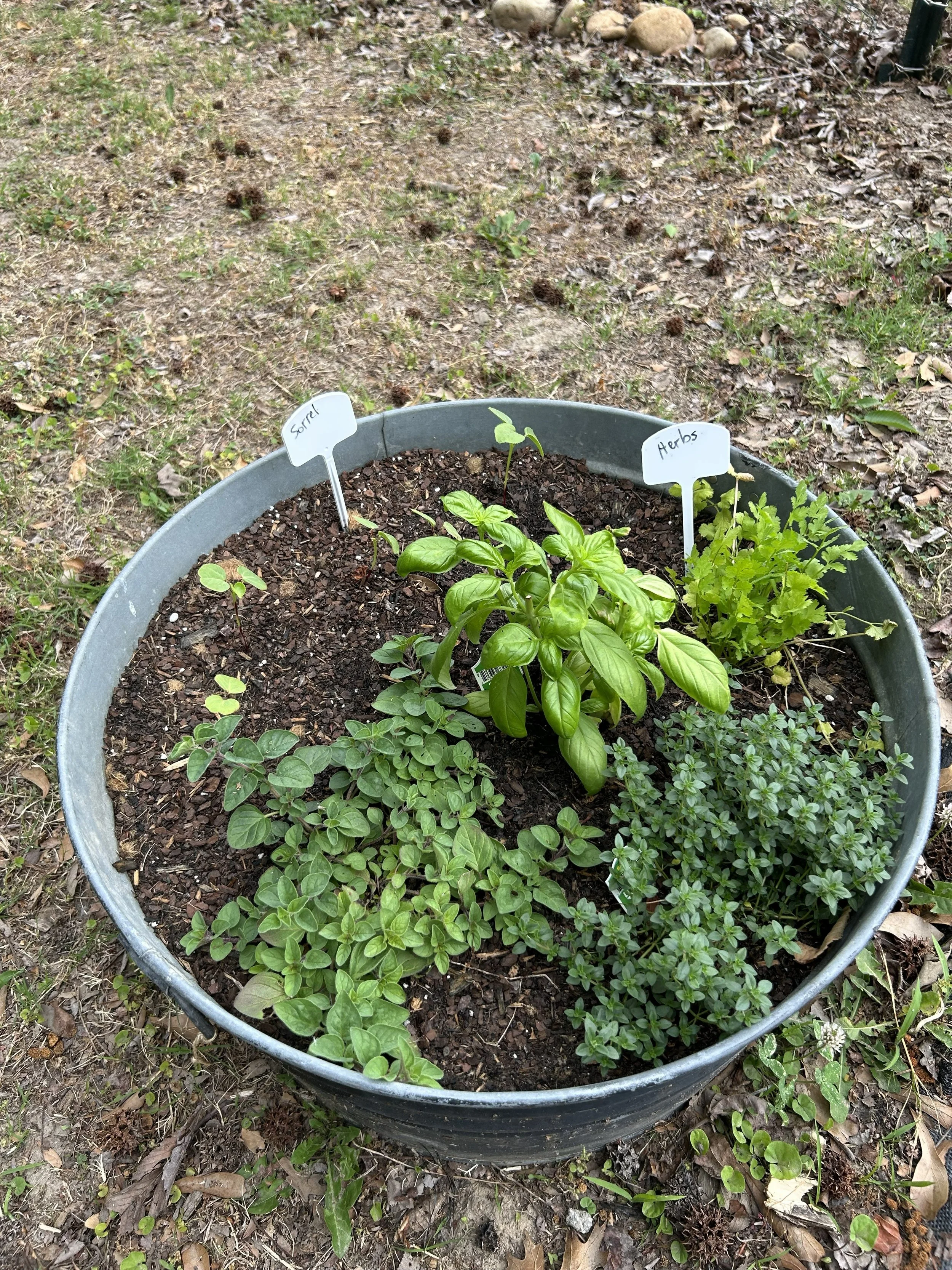 Apr24_garden6.jpeg