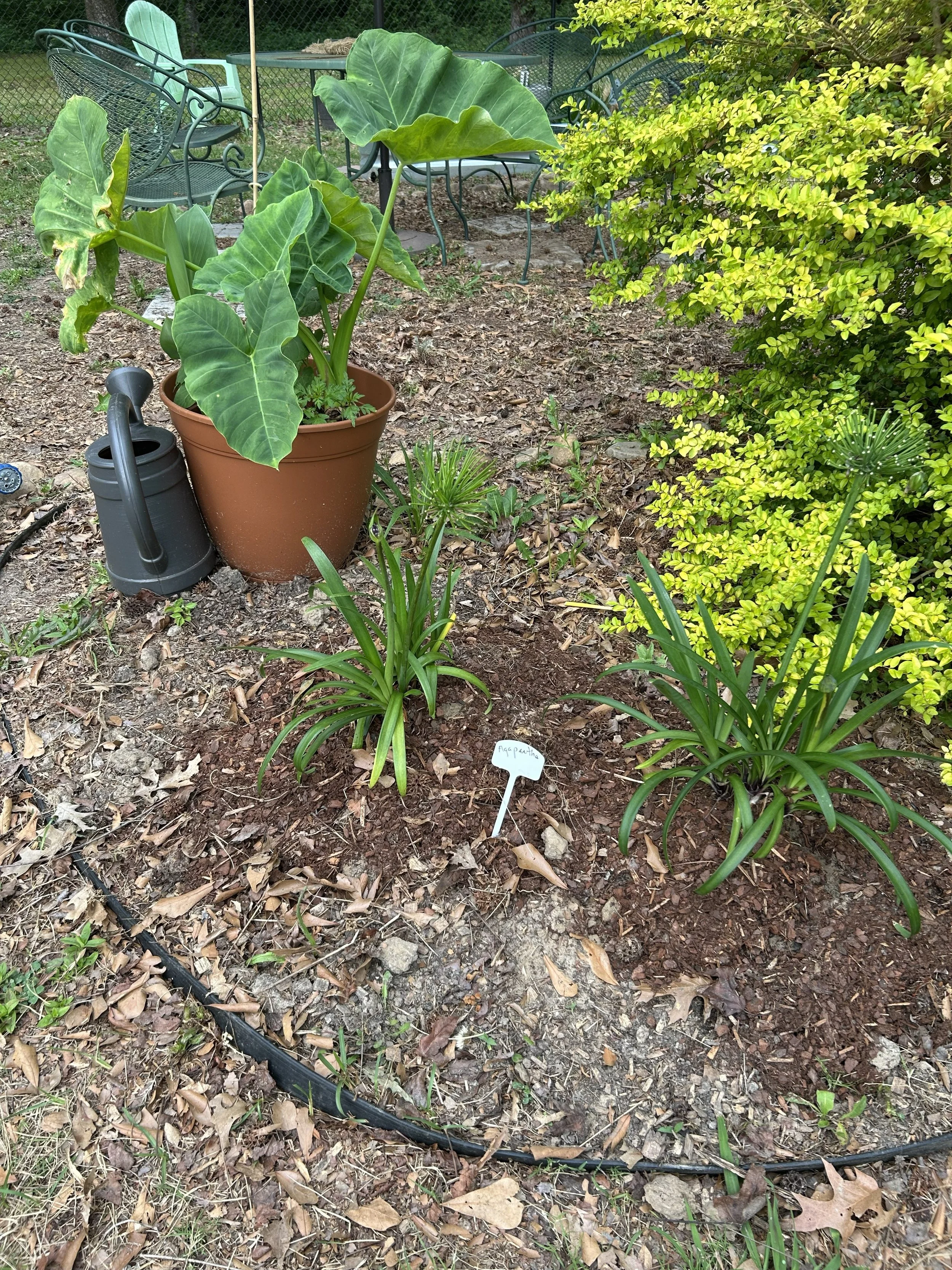 Apr24_garden16.jpeg
