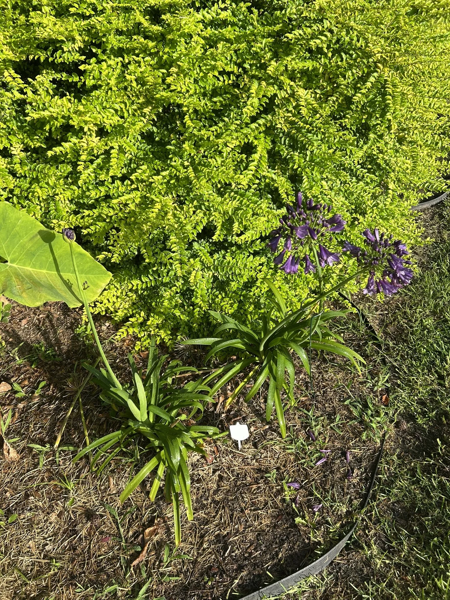 IMG_5533.JPEG