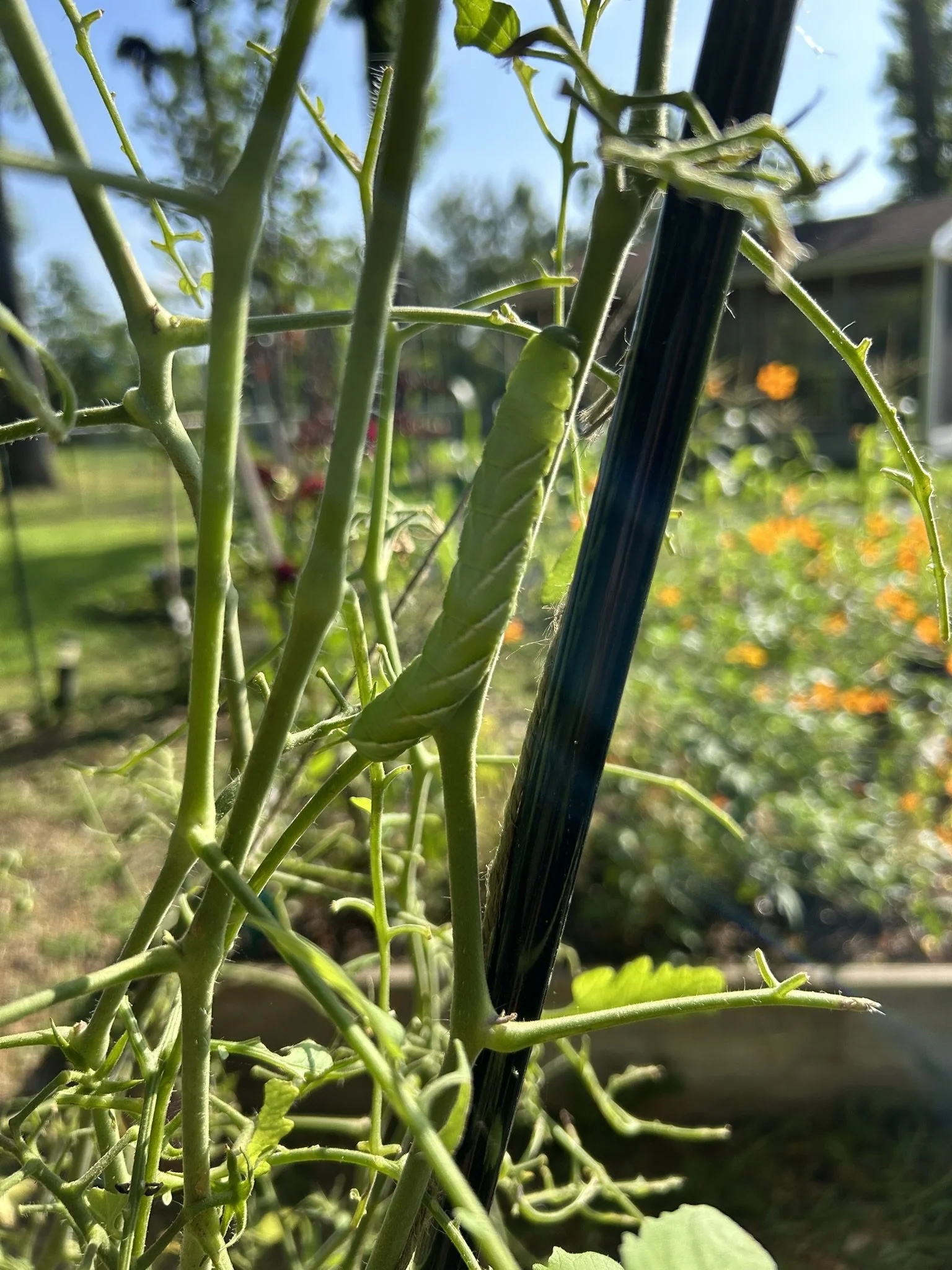 Hornworm1b.JPEG