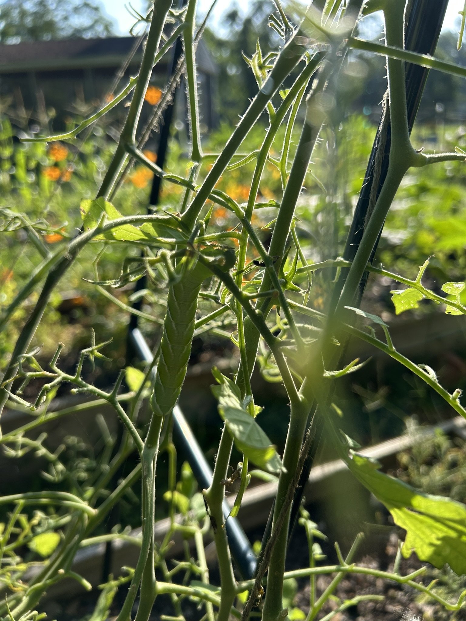 Hornworm1a.JPEG