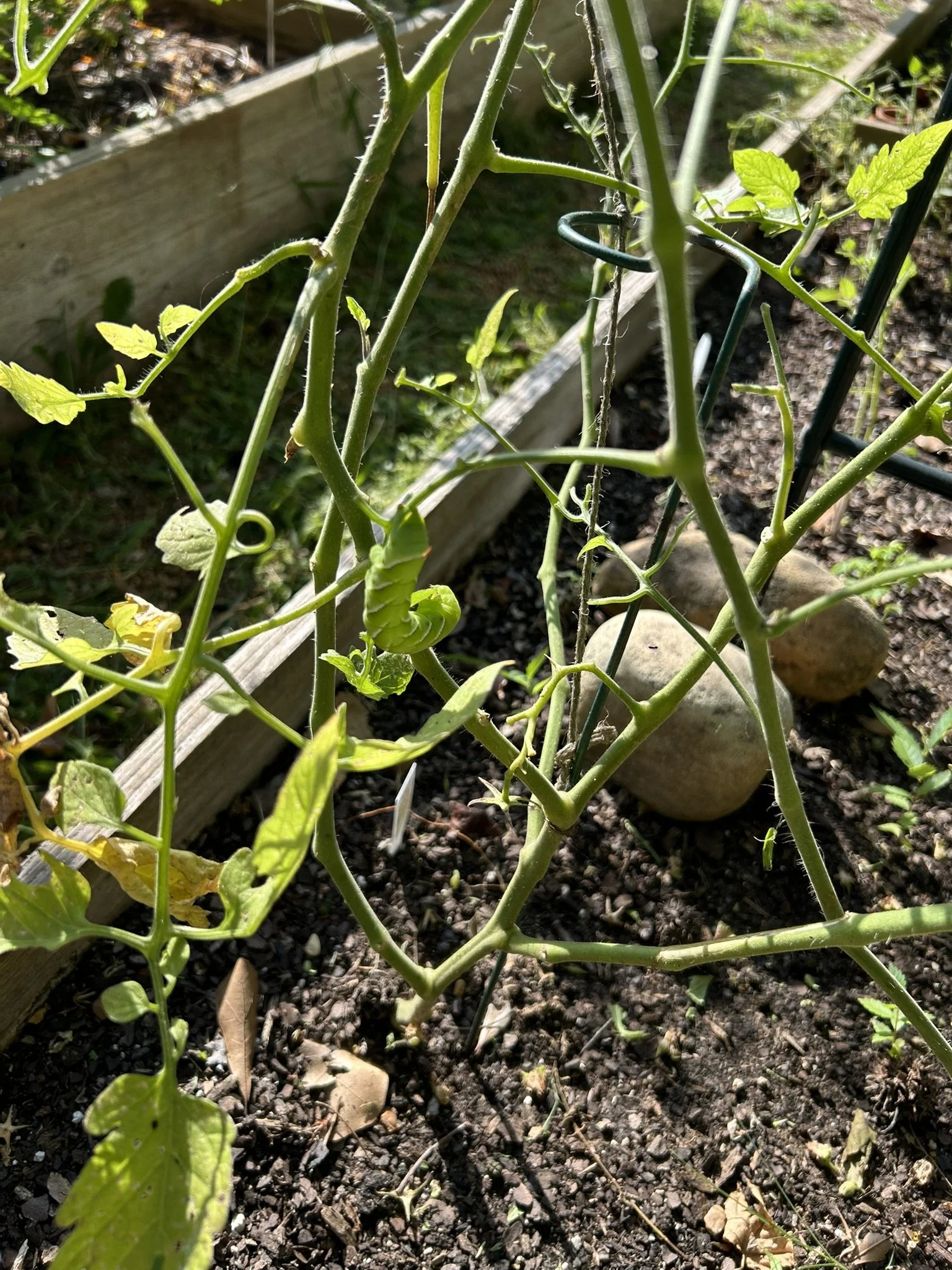 Hornworm2.JPEG