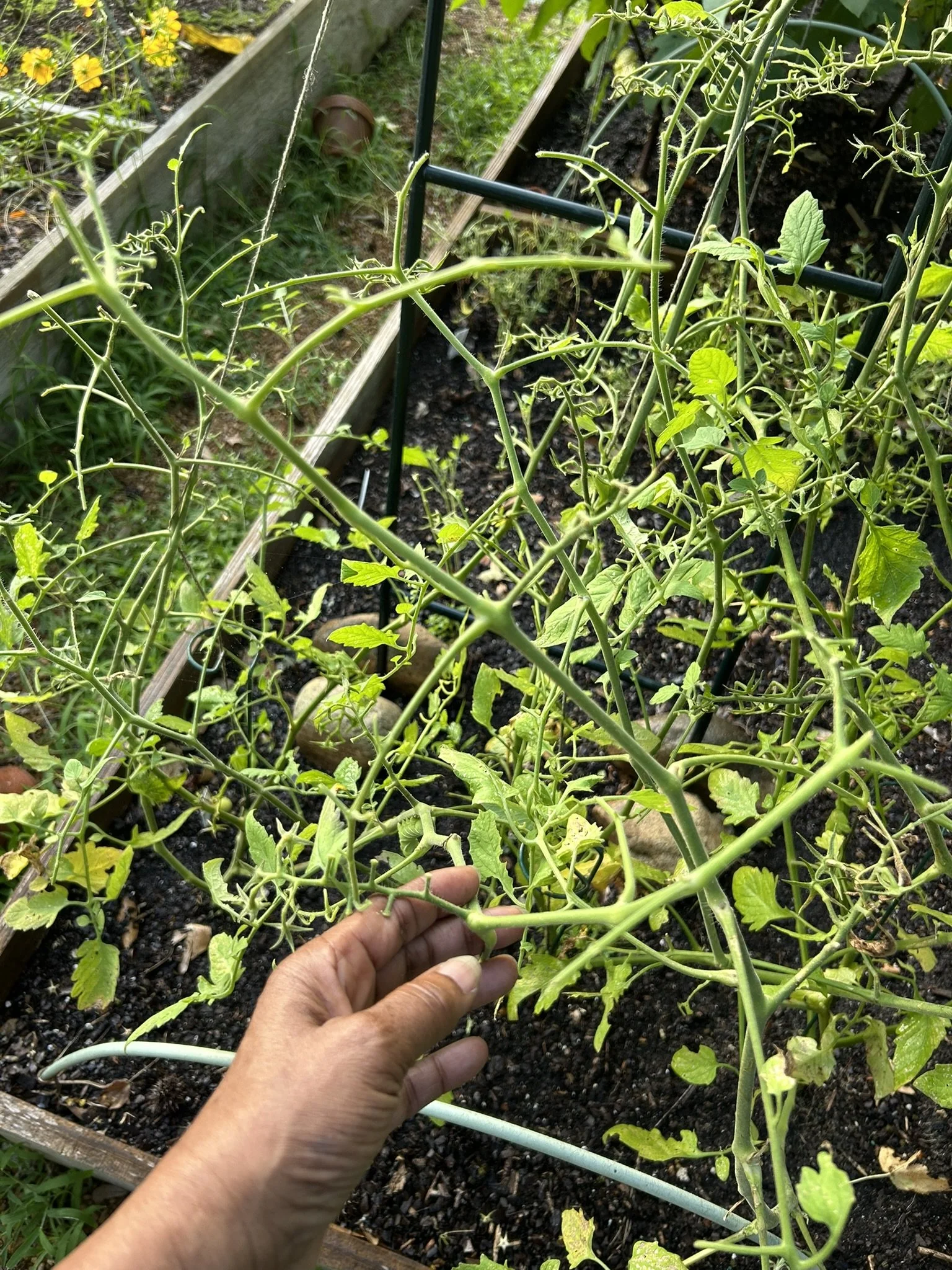 July10_Tomato vines attacked.JPEG