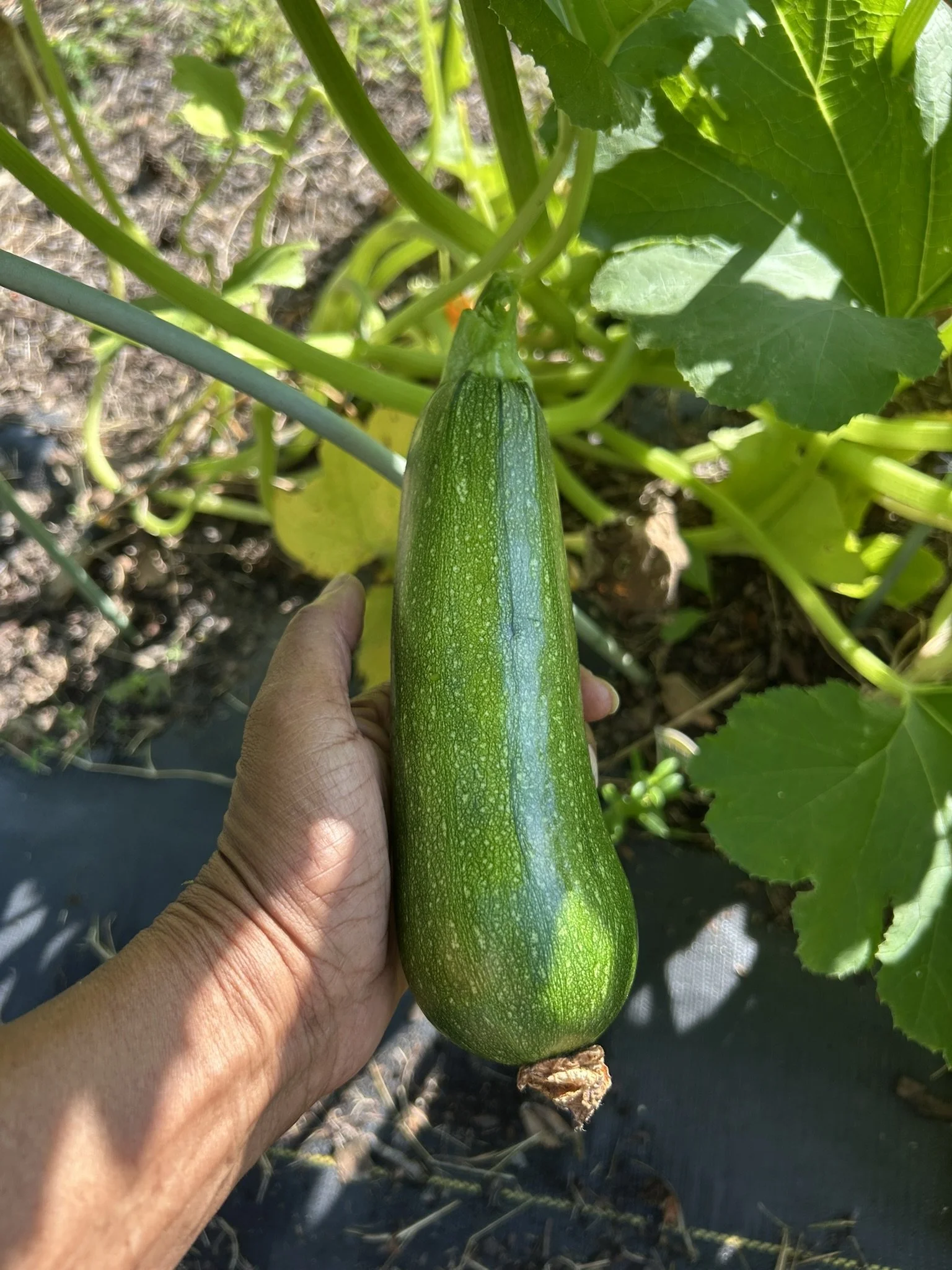 1stZuchini_June30_2.JPEG