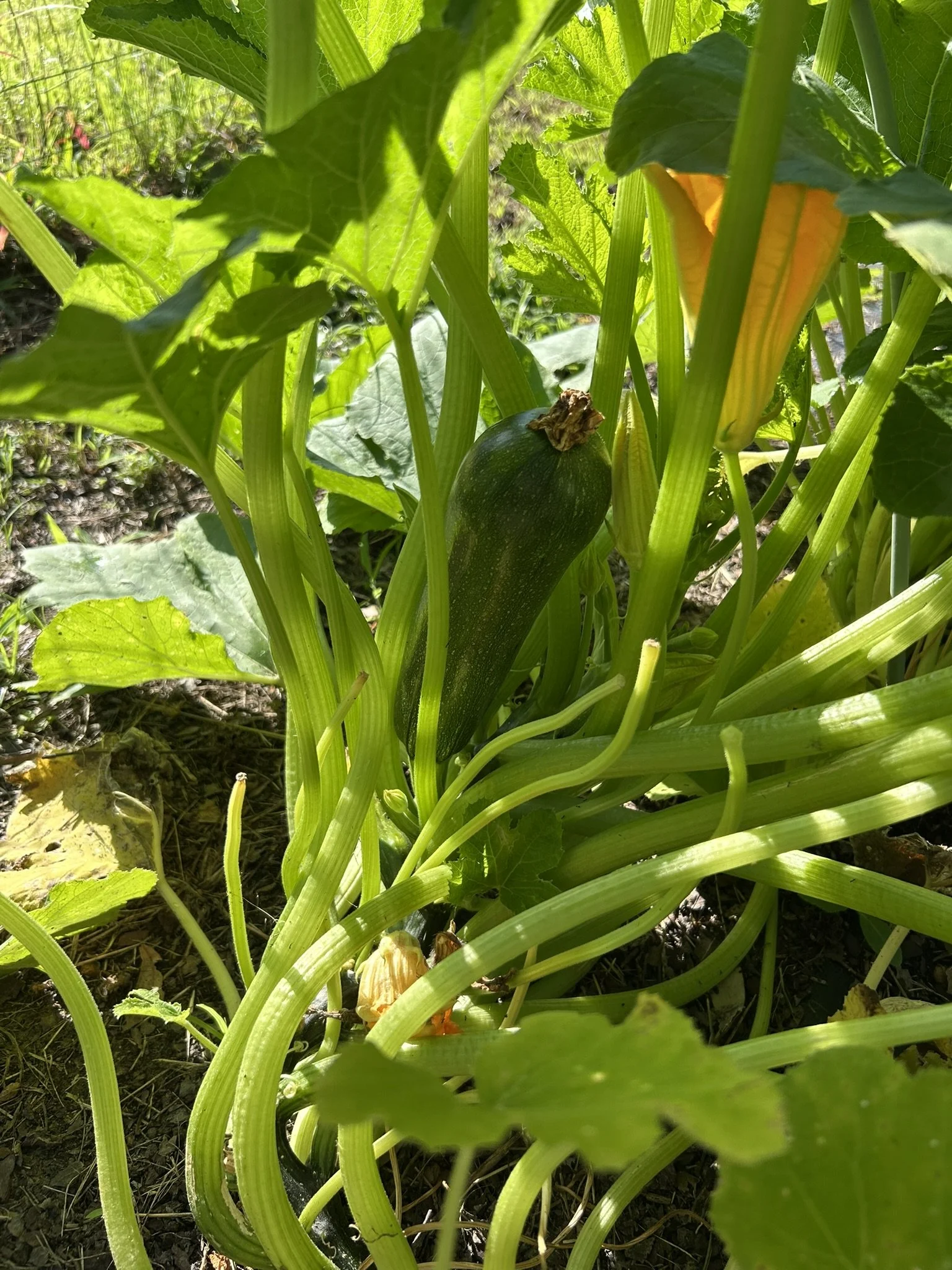 1stZuchini_June30_1.JPEG